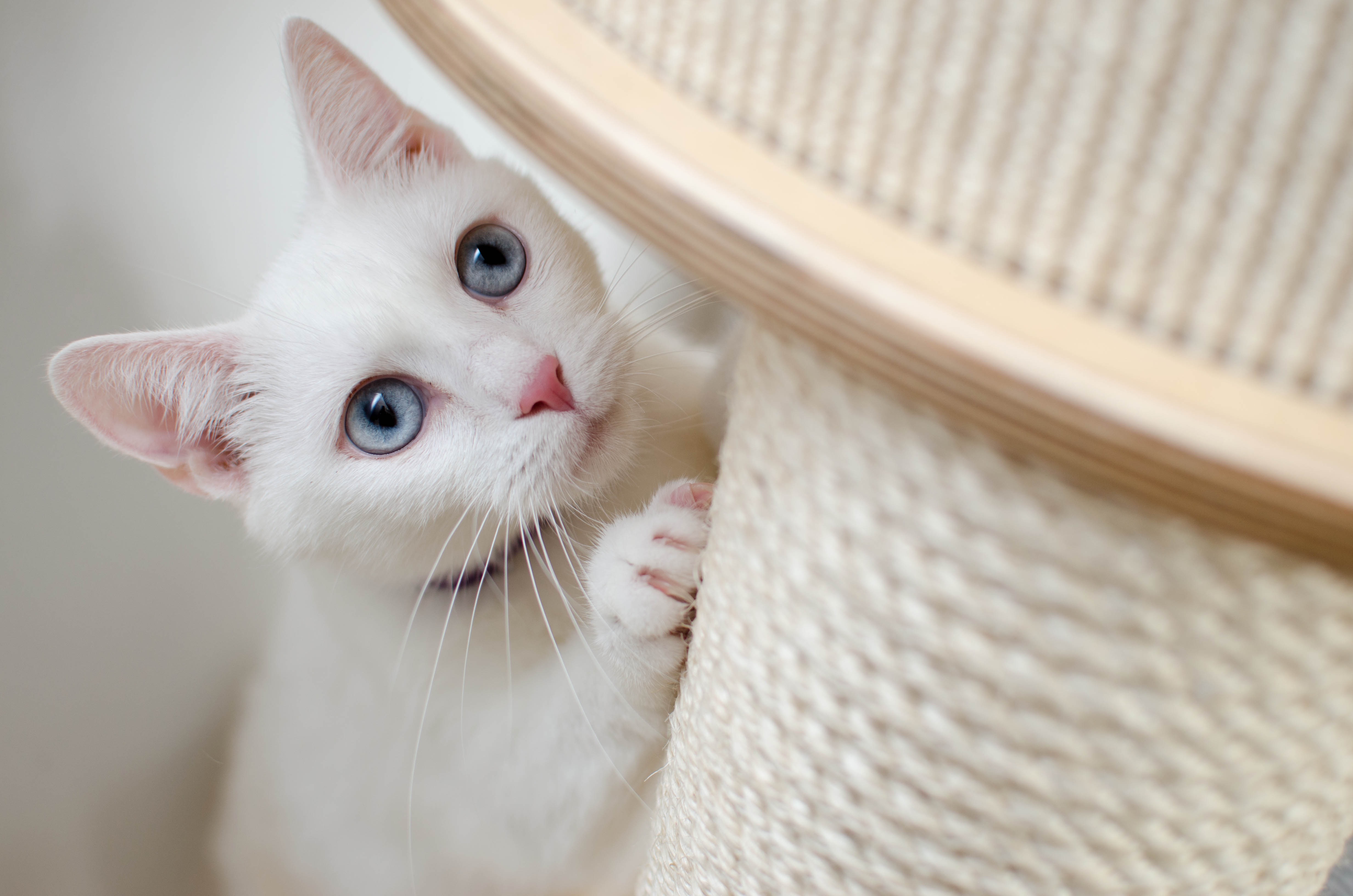Zastaki.com - Красивая белая кошка с голубыми глазами