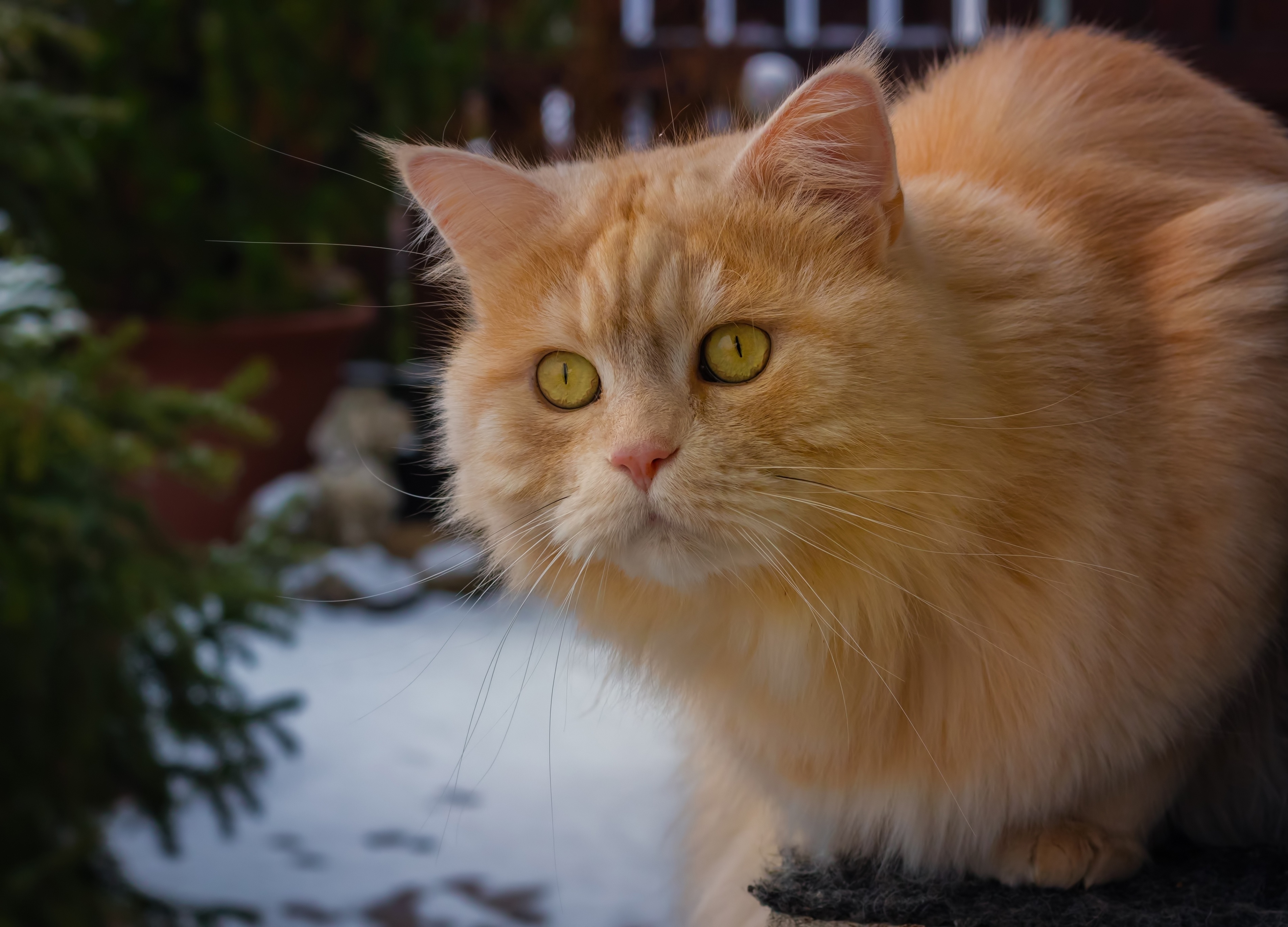 Zastaki.com - Большой рыжий кот с красивыми рыжими глазами