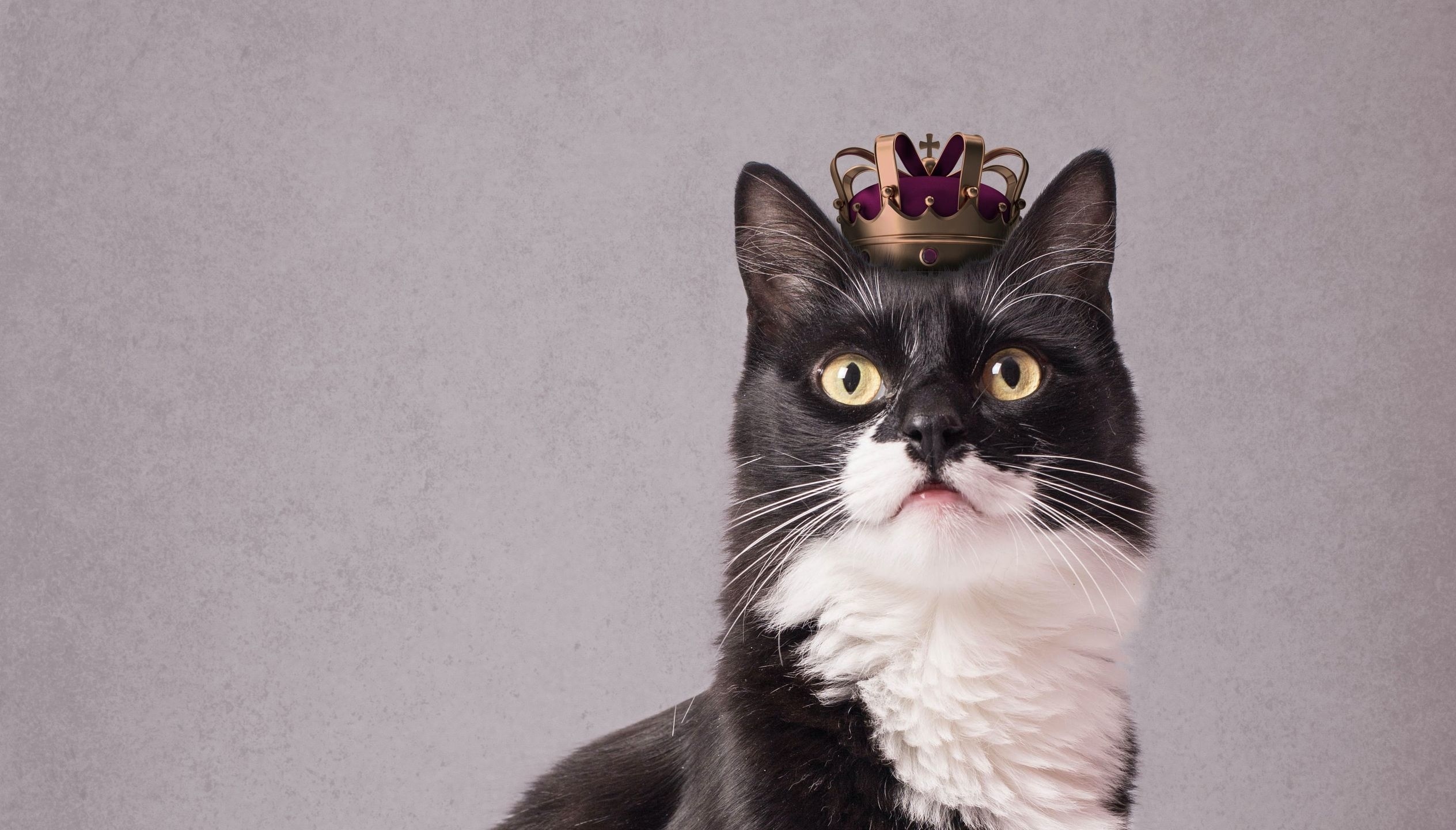 Zastaki.com - Черно-белый кот с короной на голове на сером фоне 