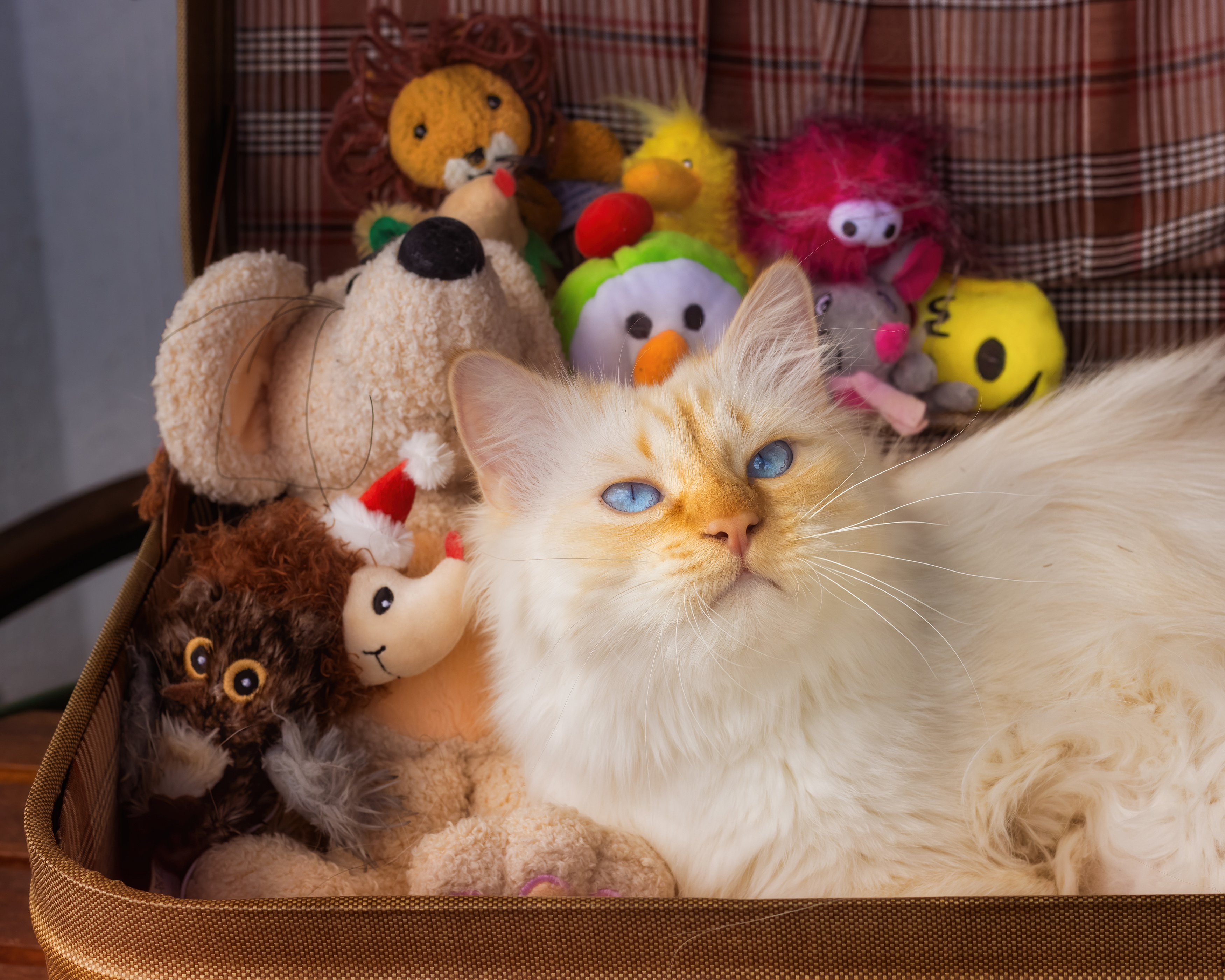 Zastaki.com - Голубоглазый кот в чемодане с игрушками 