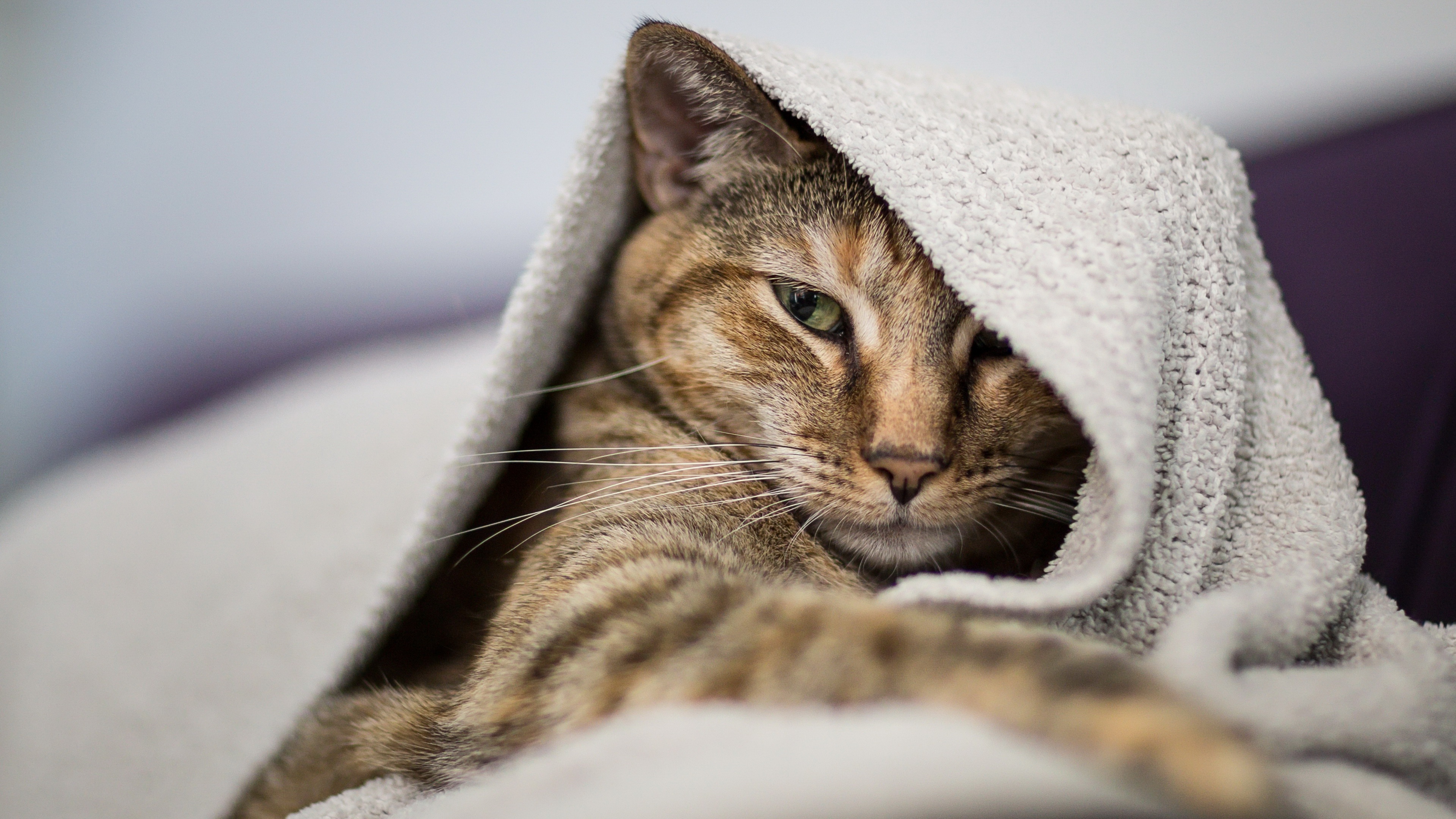 Zastaki.com - Серый кот лежит под одеялом