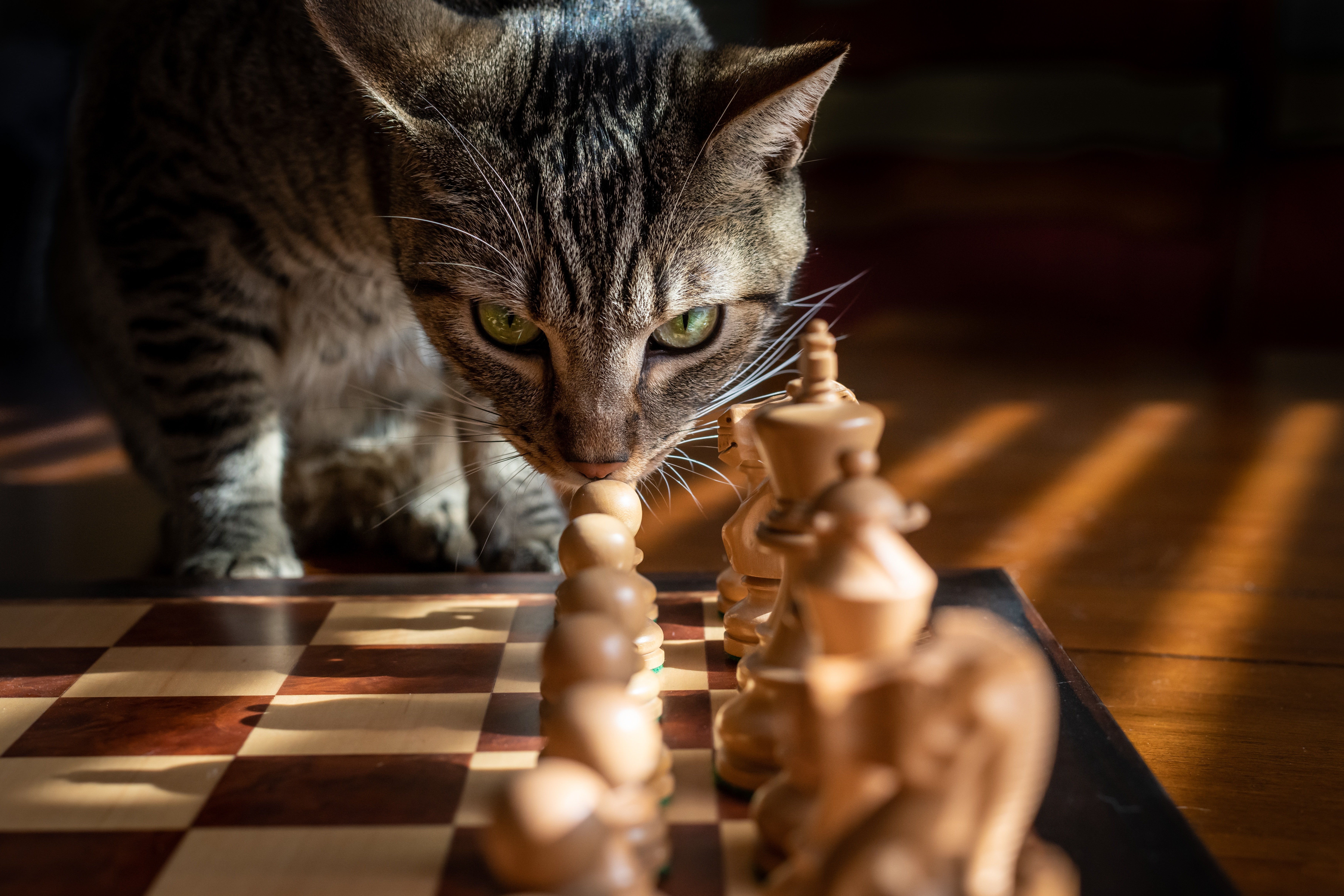 Zastaki.com - Серый кот нюхает шахматы