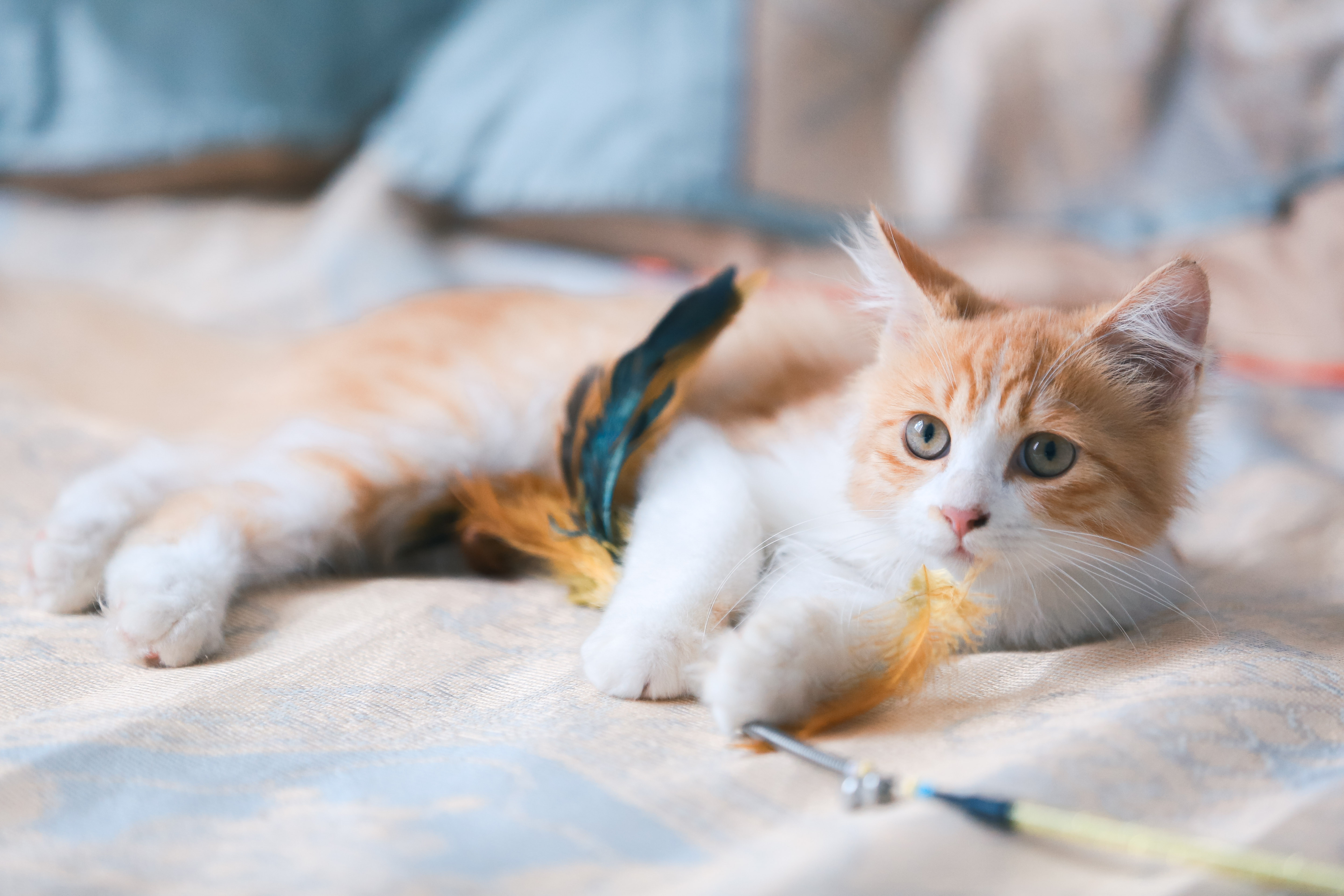 Zastaki.com - Маленький рыжий котенок с игрушкой на диване 