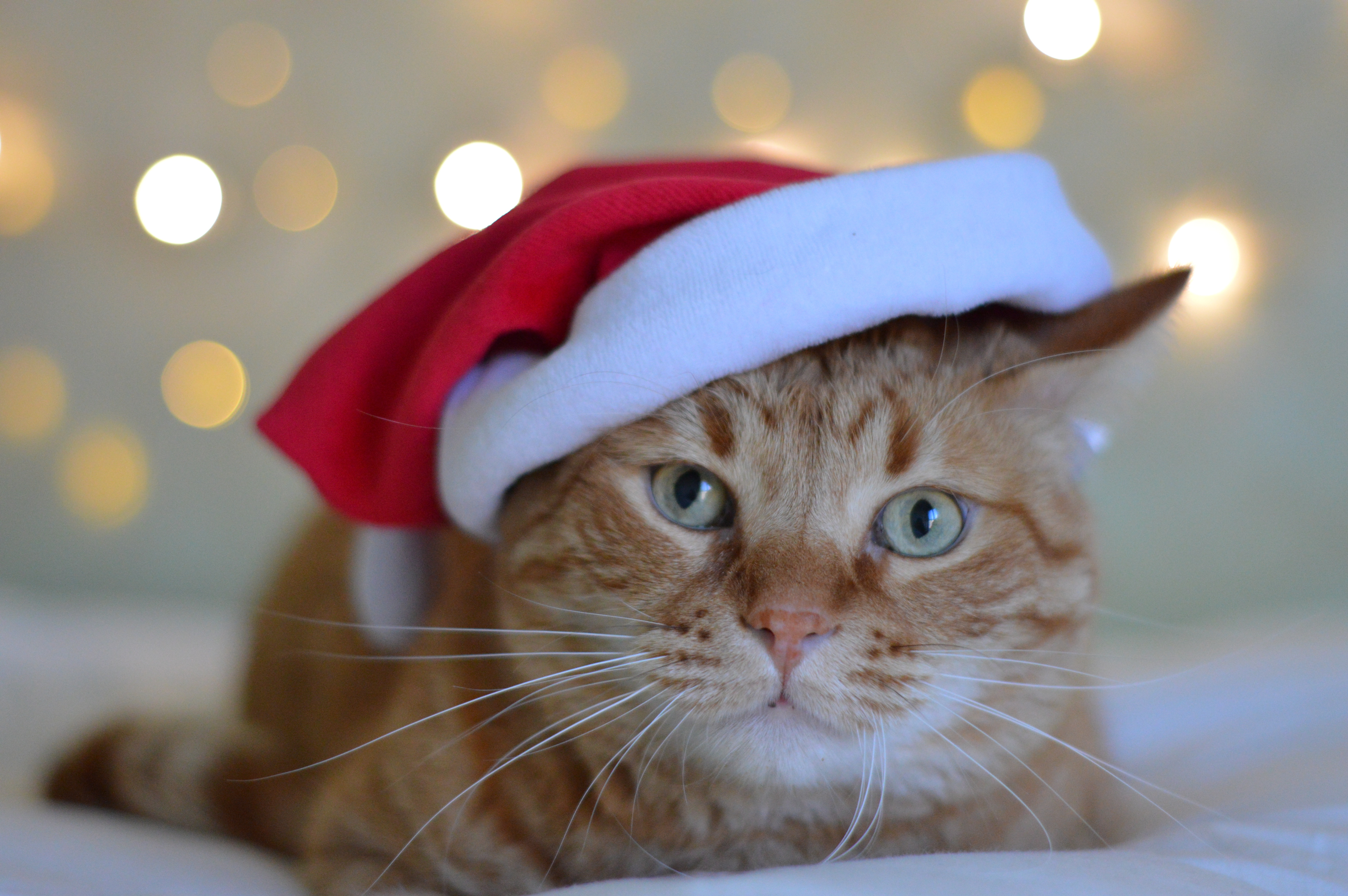 Zastaki.com - Рыжий кот в красной шапке Санта Клауса 