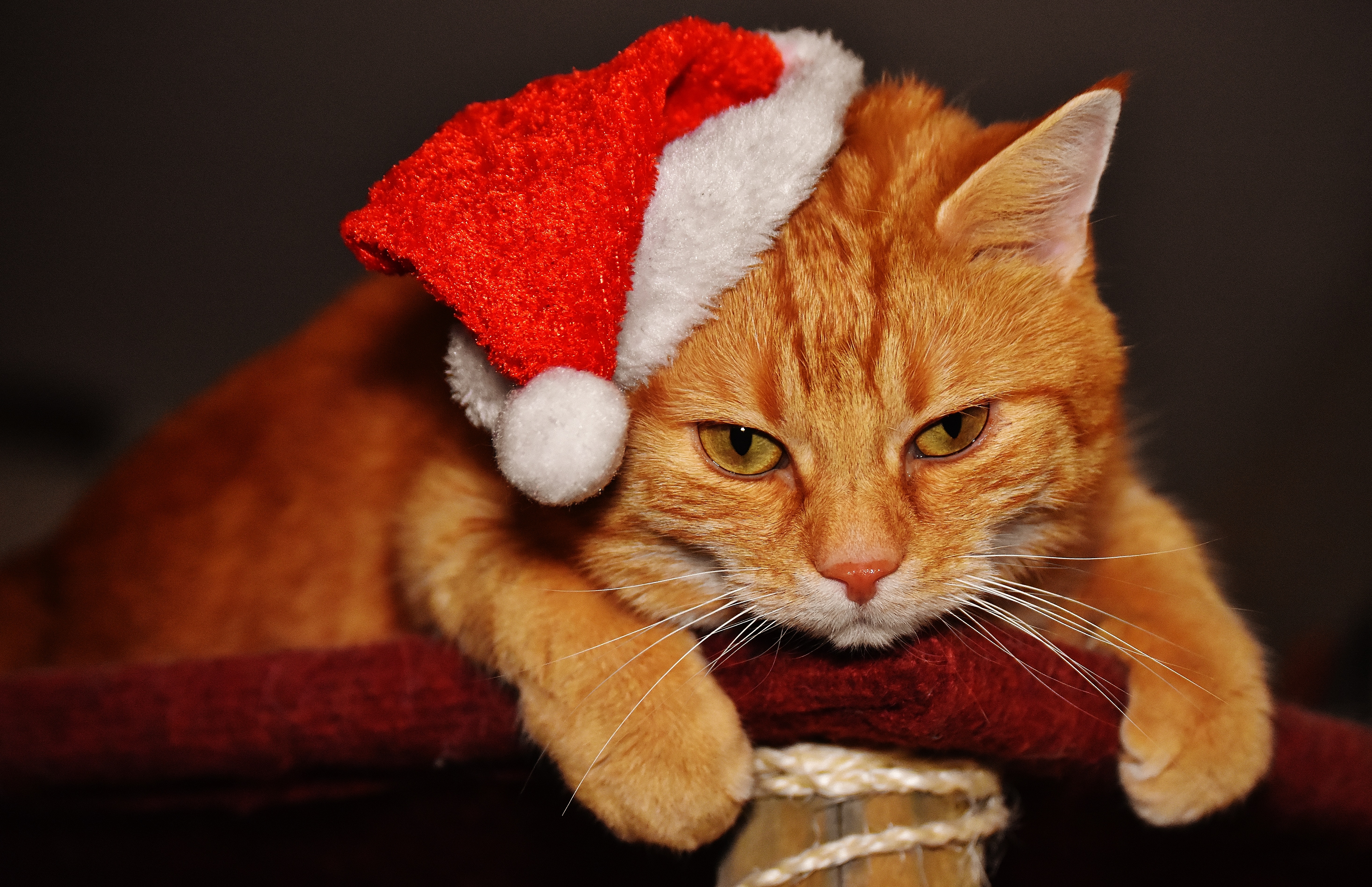 Zastaki.com - Грустный рыжий кот в новогодней шапке