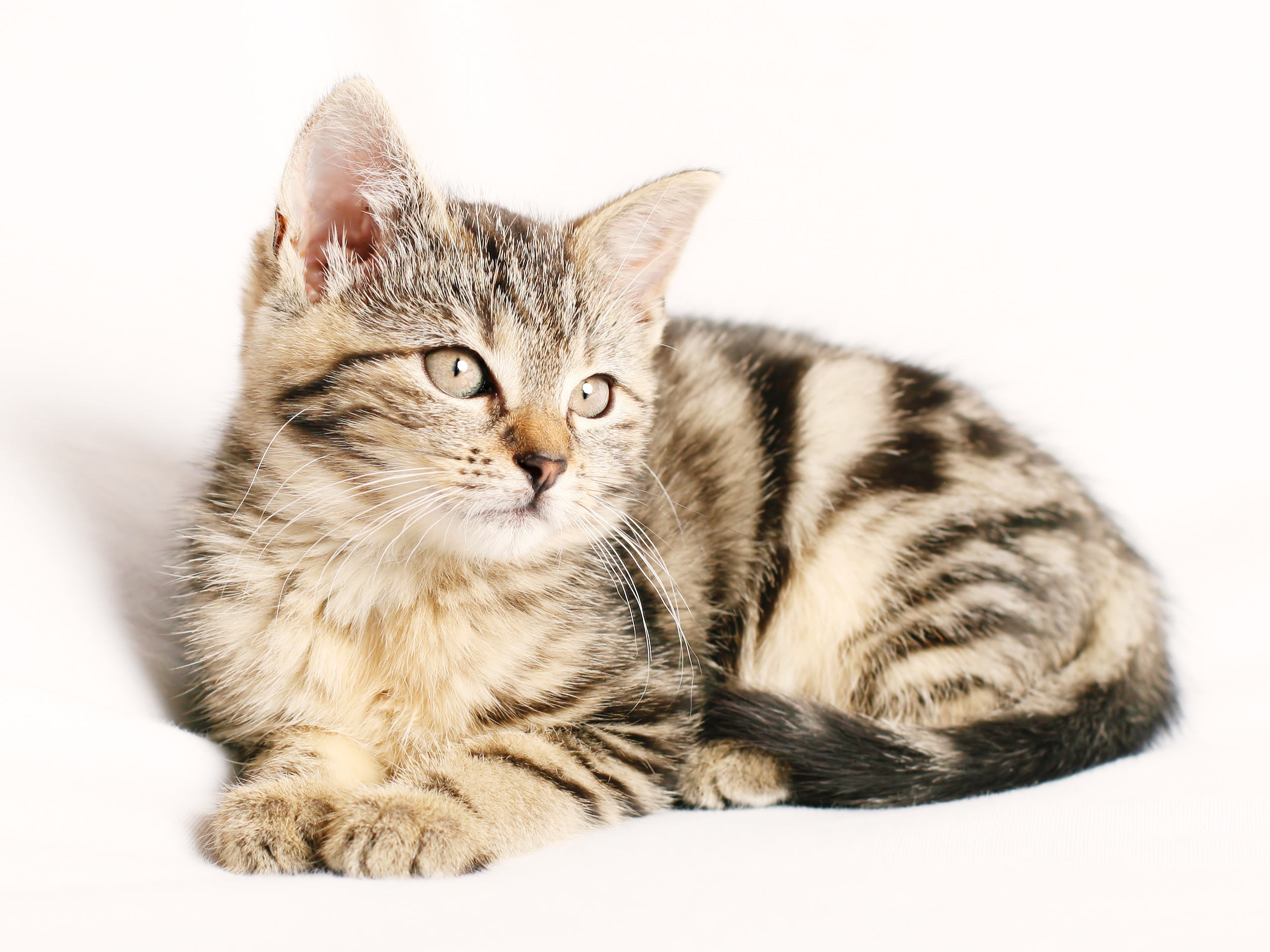 Zastaki.com - Полосатый породистый котенок на белом фоне