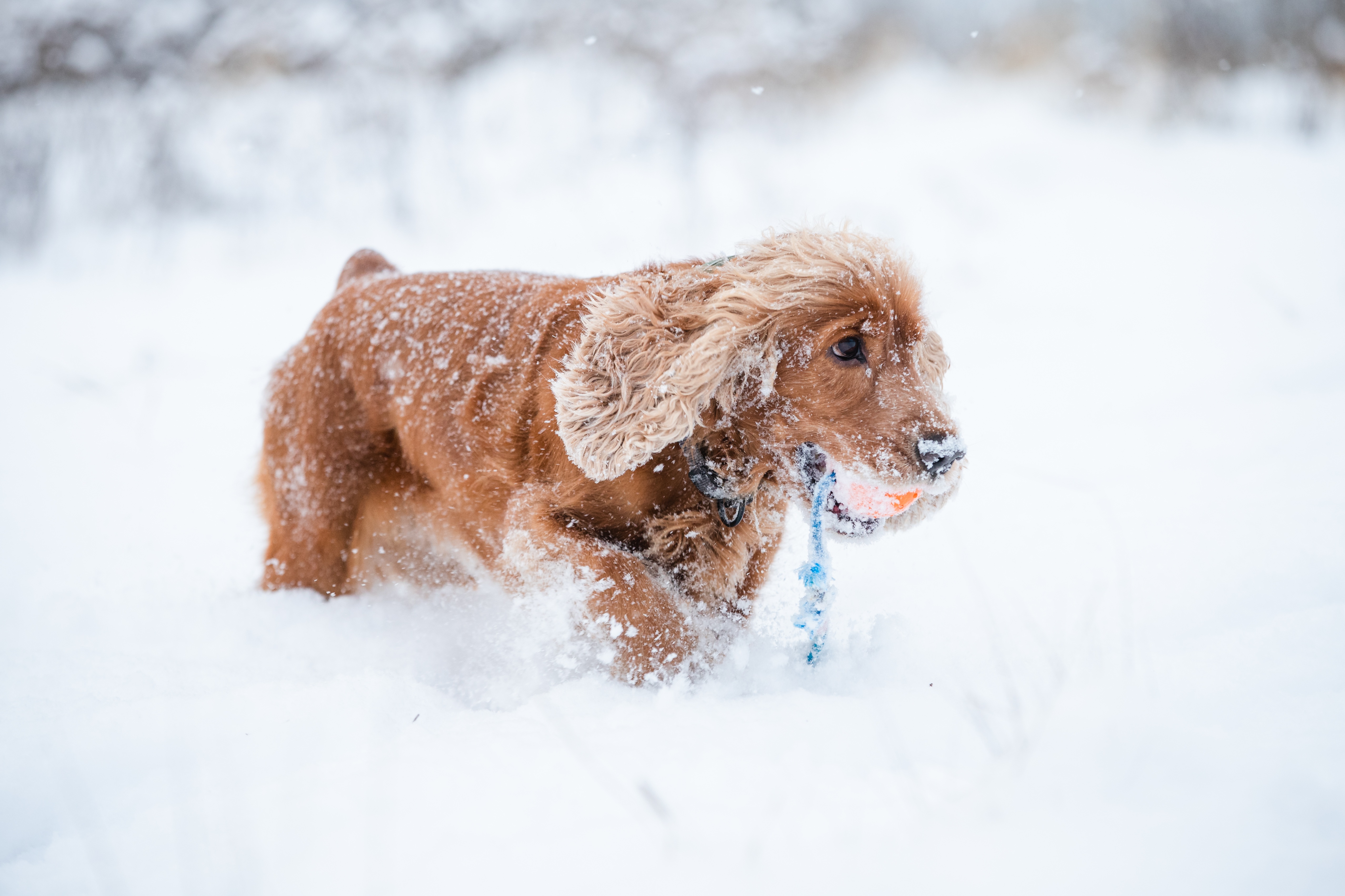 Получи снежок. Кокер спаниель зима. Кокер спаниель в снегу. Кокер спаниель зимой. Спаниель собака зимой.