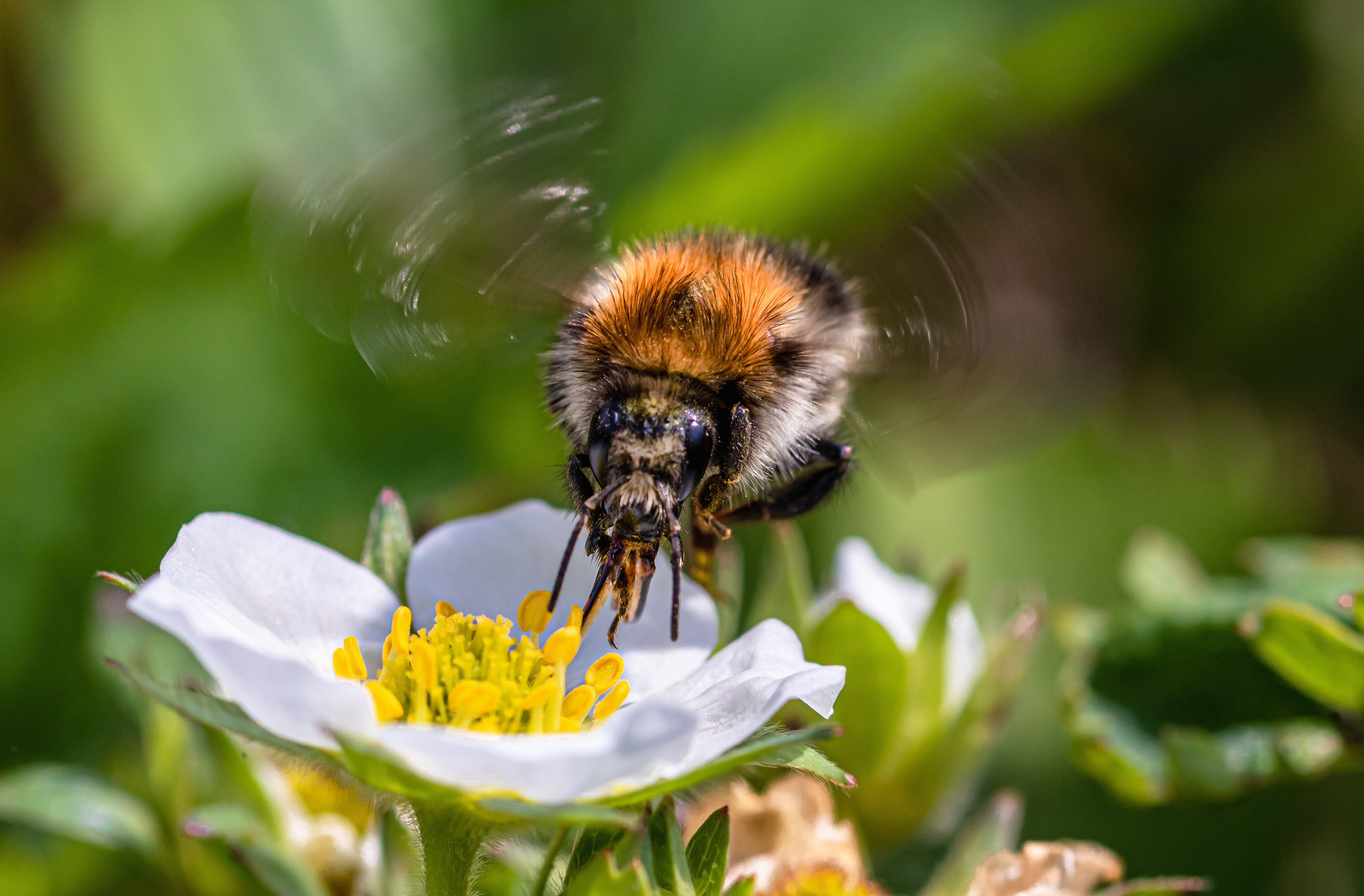 Zastaki.com - Пчела летает над белым цветком клубники 