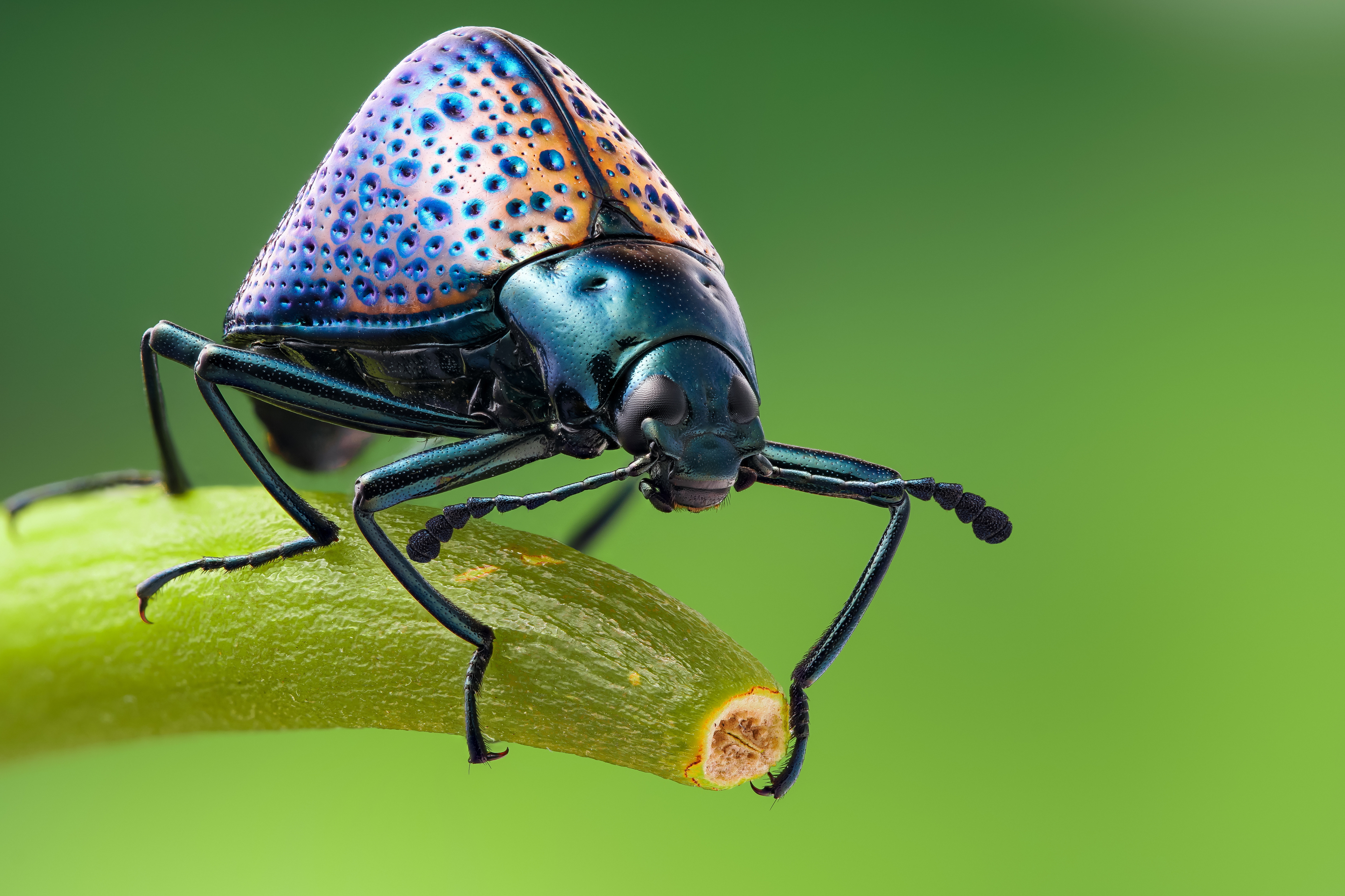 Насекомые картинки. Жук Грибовик. Жук Оглоед. Beetle Жук насекомое. Жук Грибовик двухточечный.