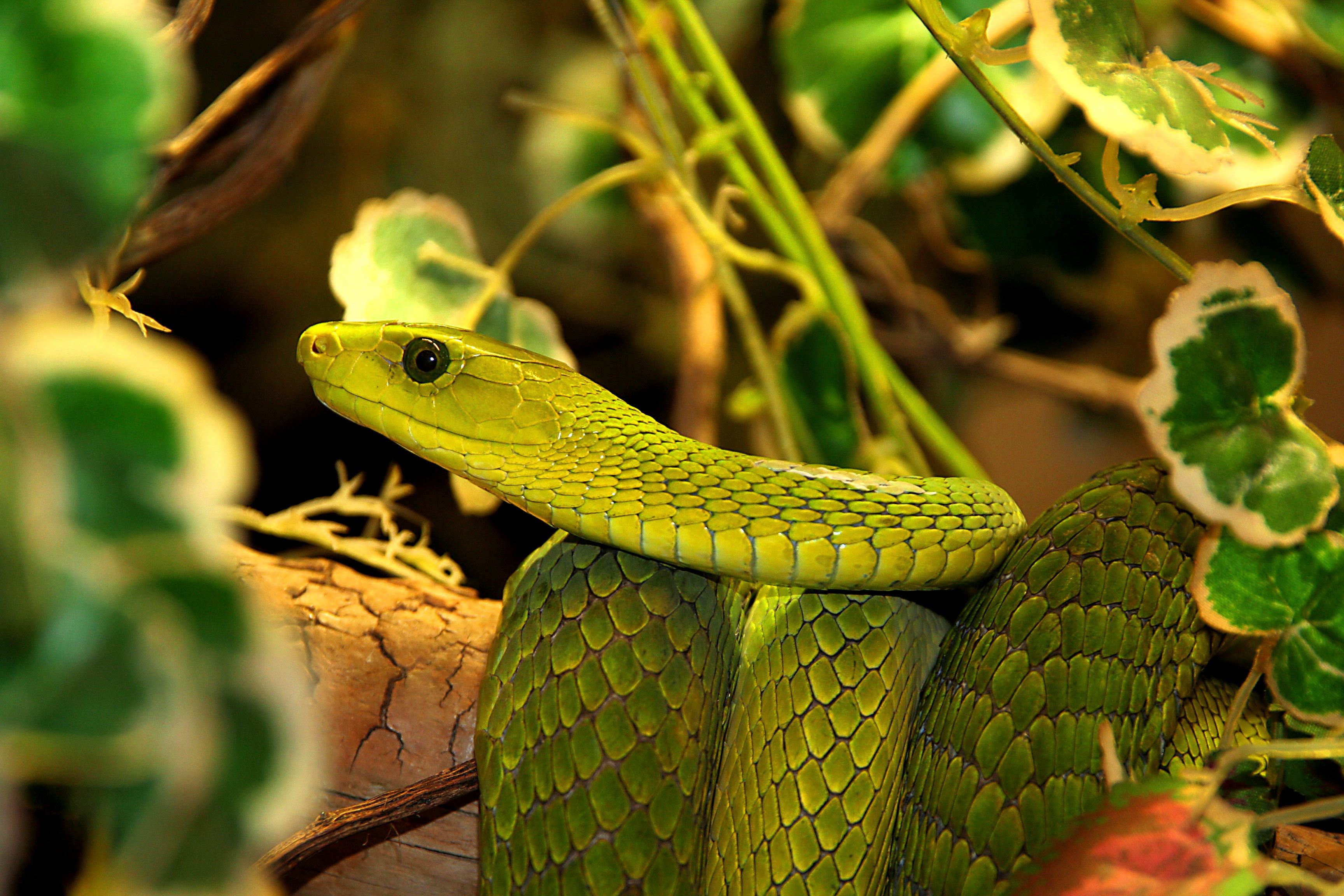 Zastaki.com - Большая зеленая змея в листьях 