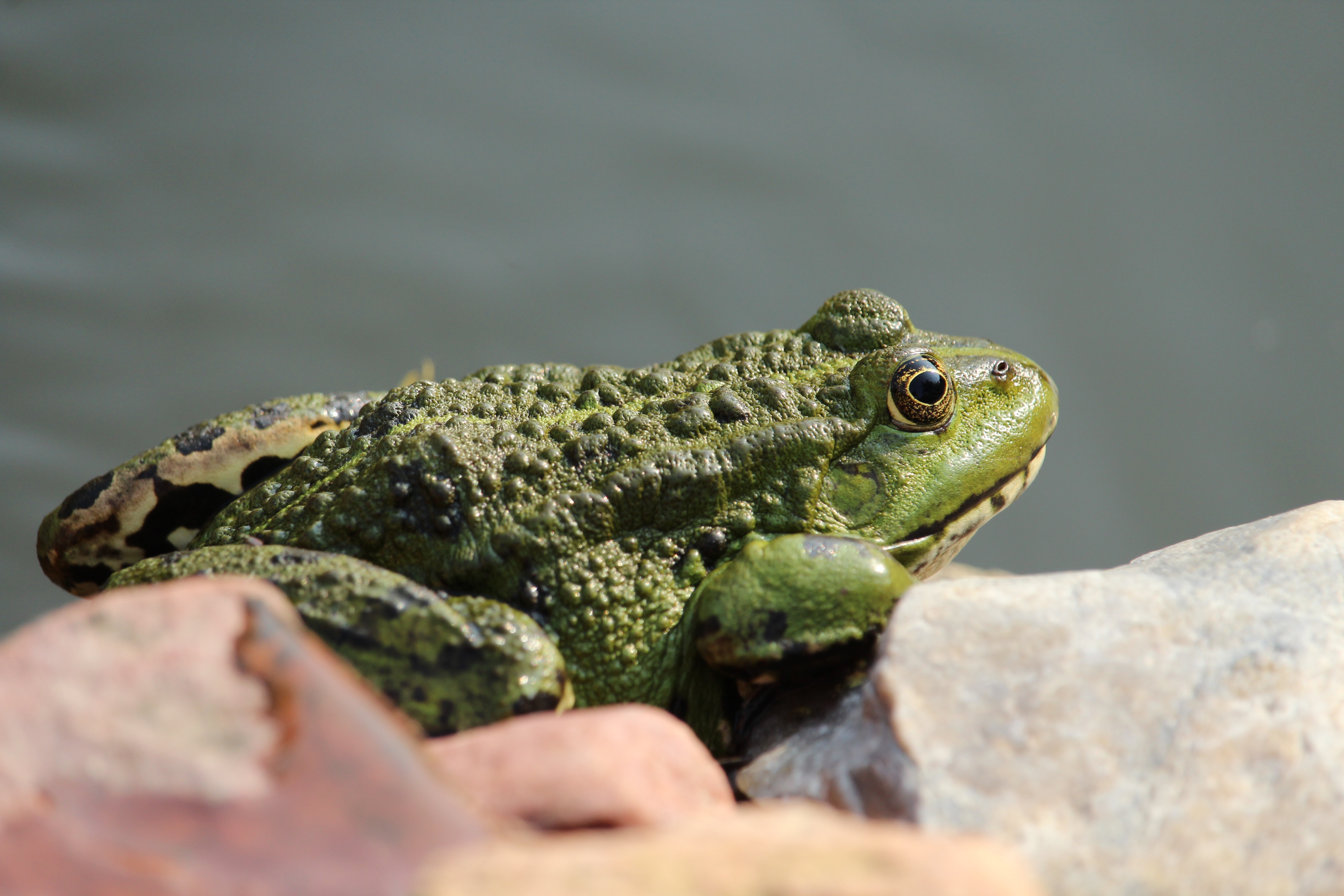 Zastaki.com - Большая зеленая жаба сидит на камне 