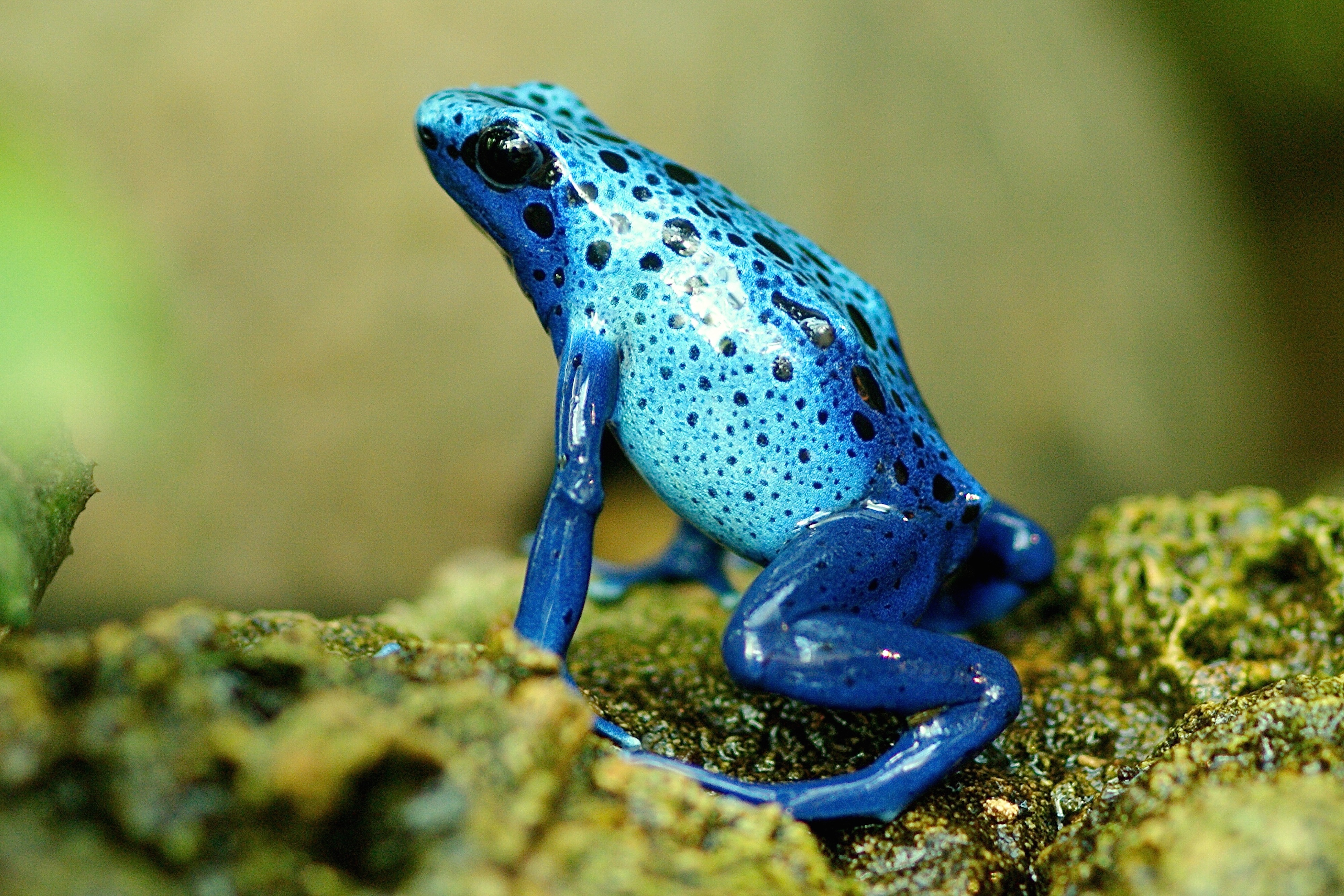Zastaki.com - Голубая экзотическая лягушка на камне