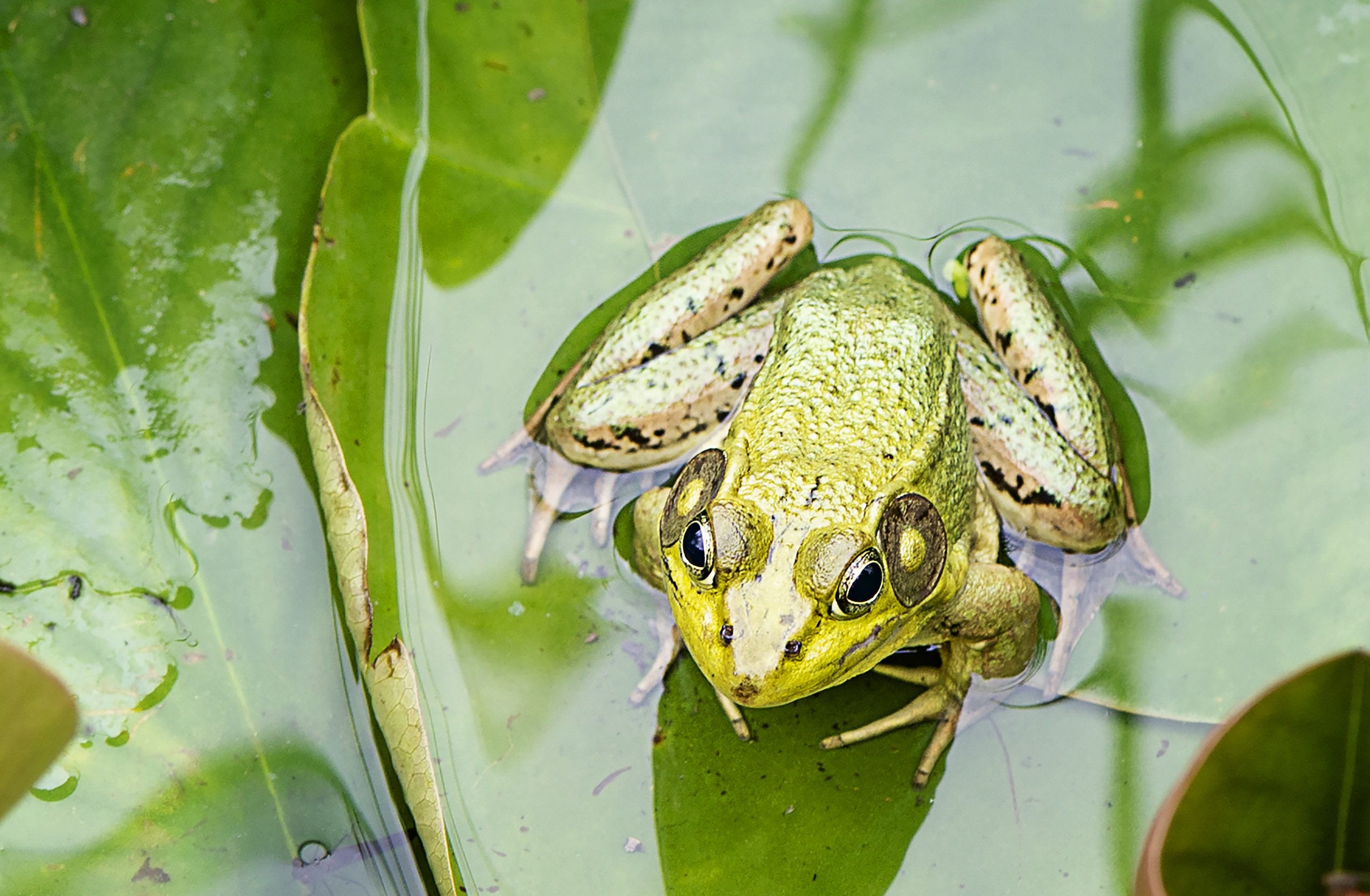 Zastaki.com - Зеленая лягушка сидит на листе в воде