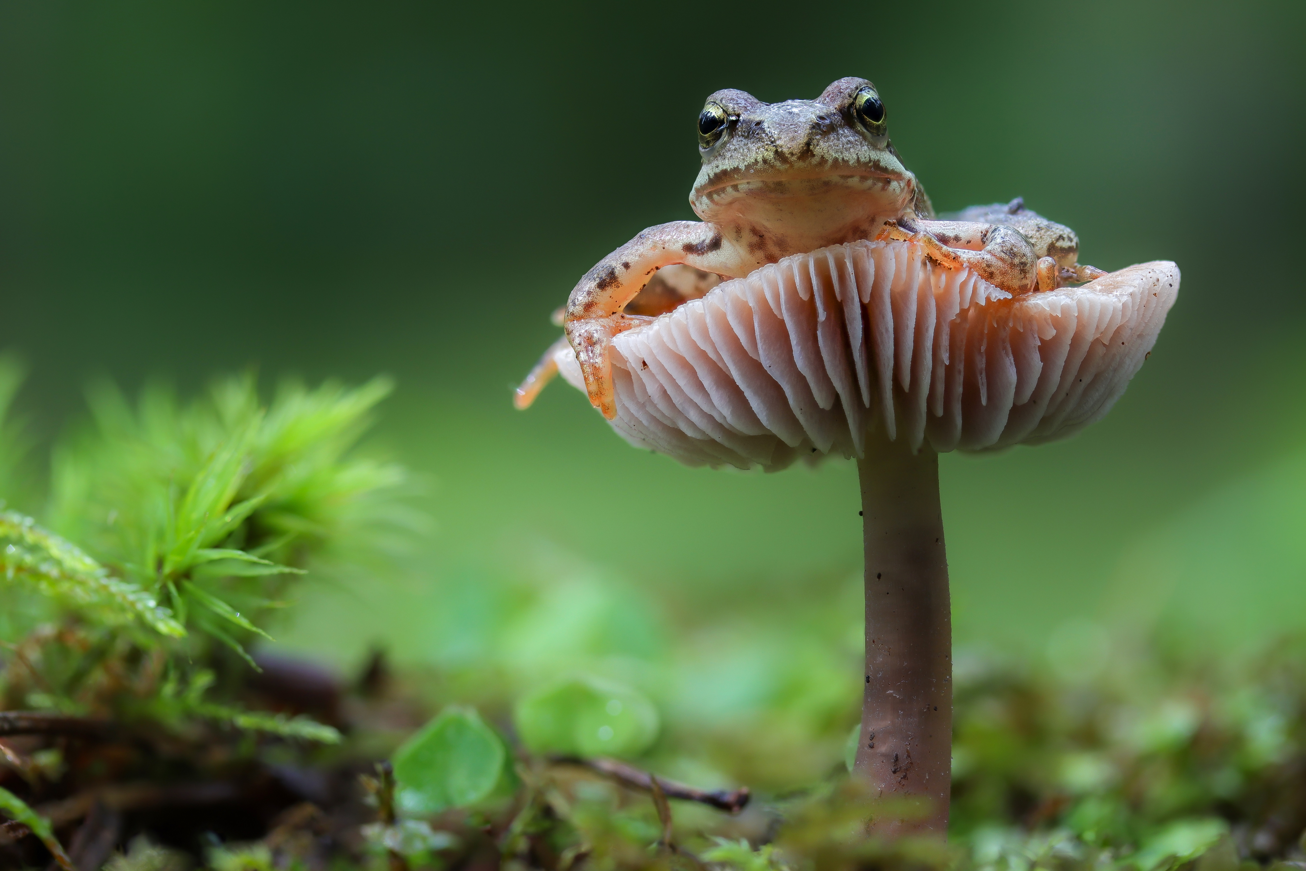 Zastaki.com - Зеленая лягушка сидит на грибе в лесу