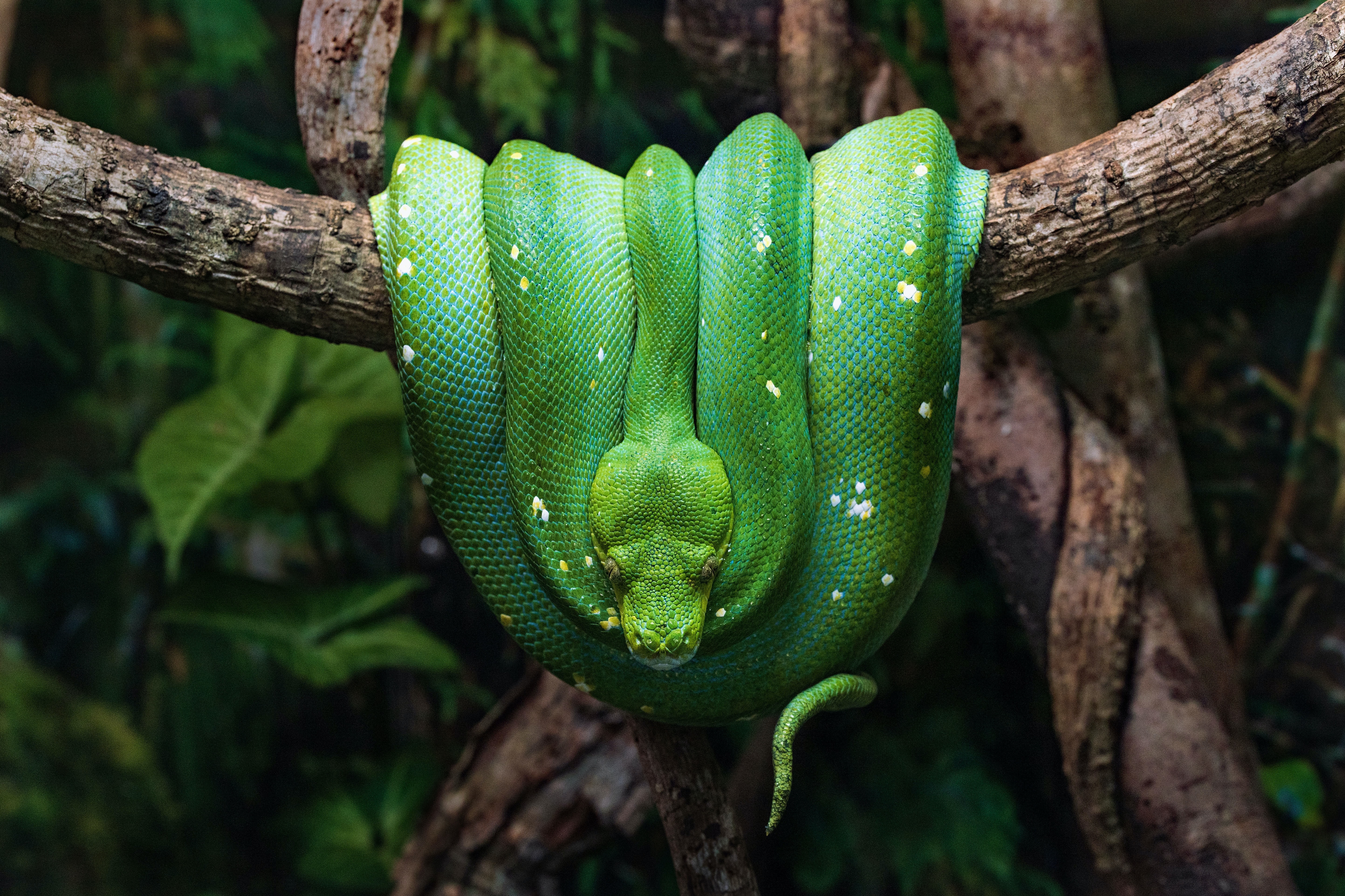 Zastaki.com - Зеленая змея висит на ветке дерева 