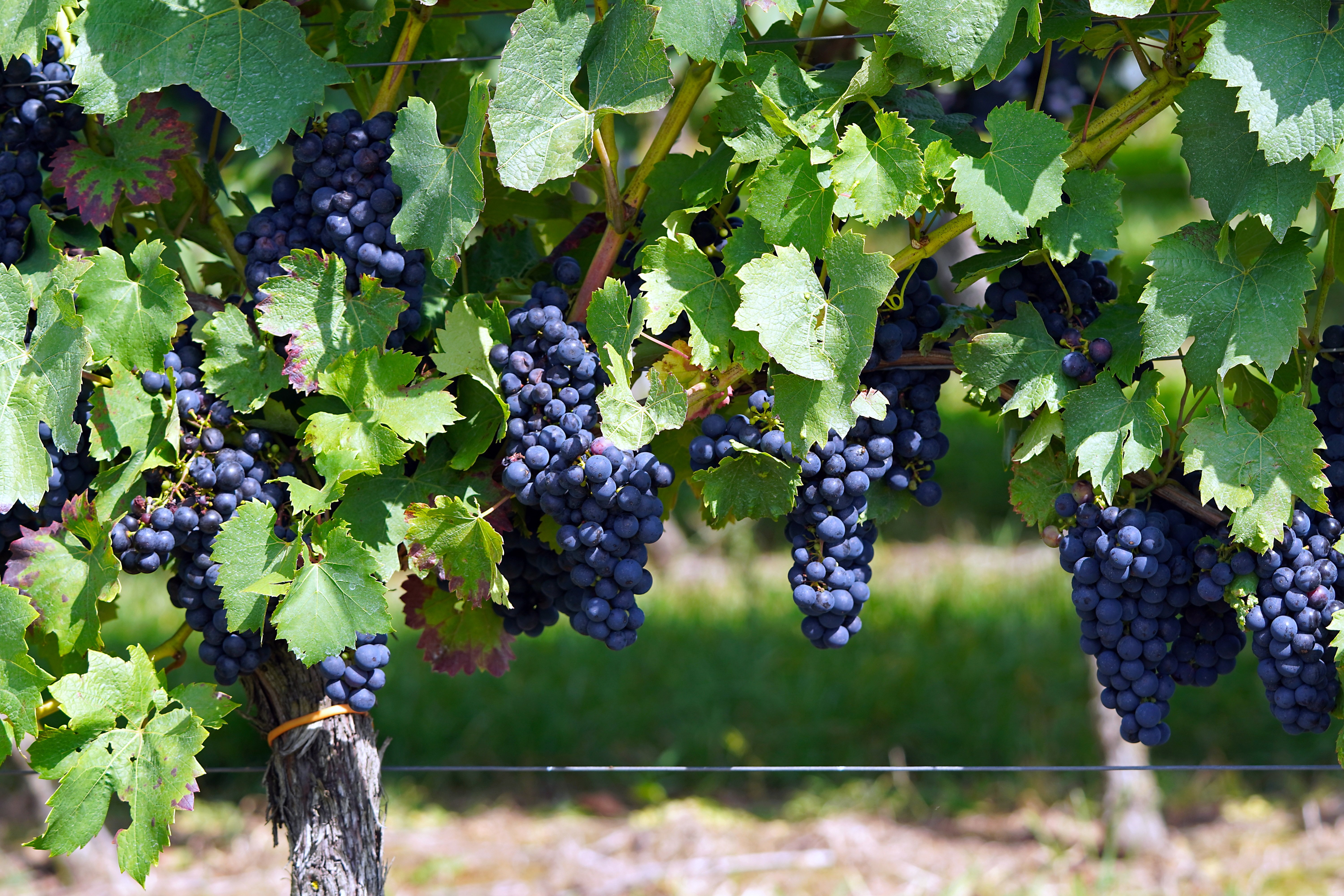Виноград вино 7 букв. Винный виноград. Синий винный виноград. Виноград фон. Виноградная лоза.