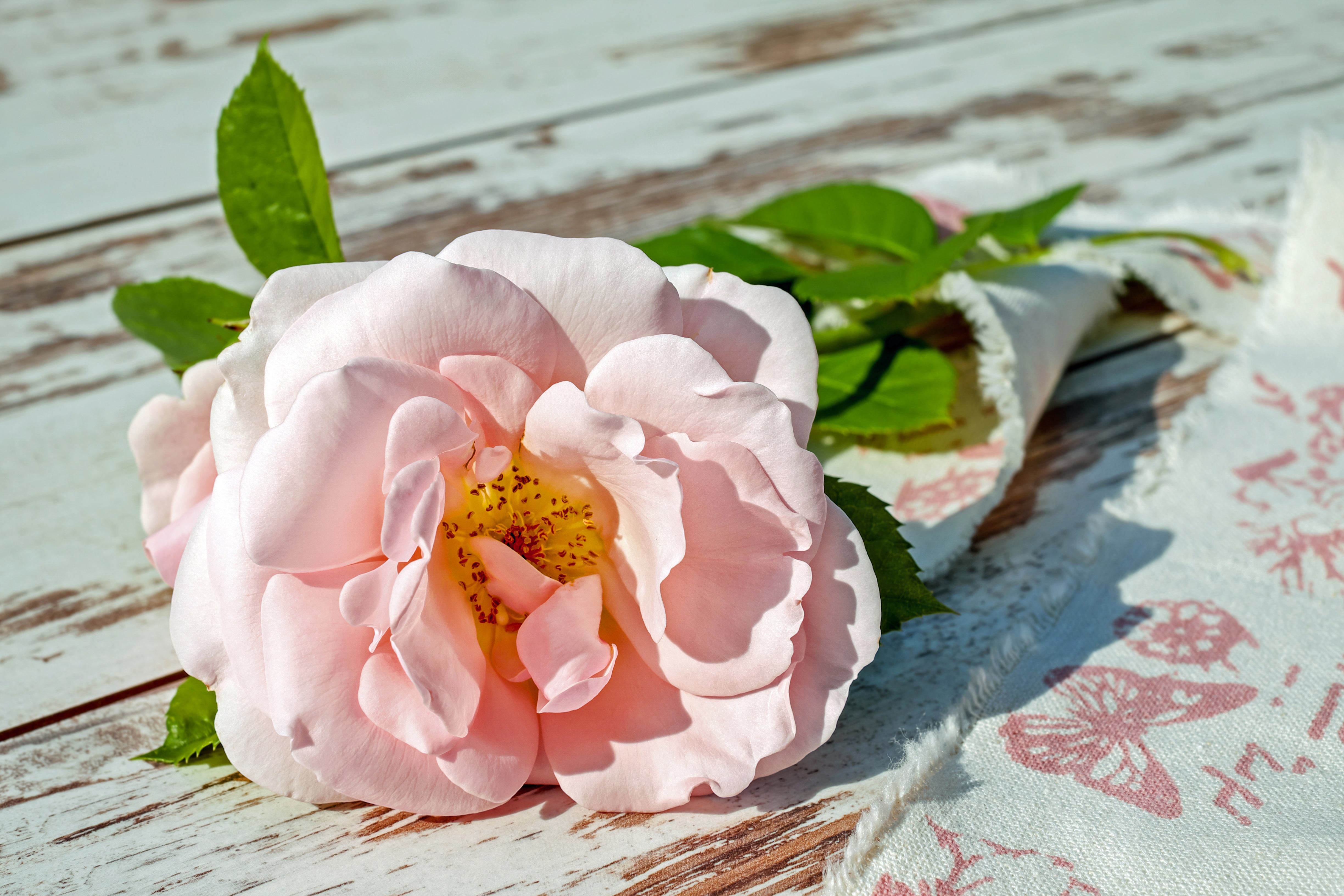 Zastaki.com - Розовая садовая роза лежит на лавке
