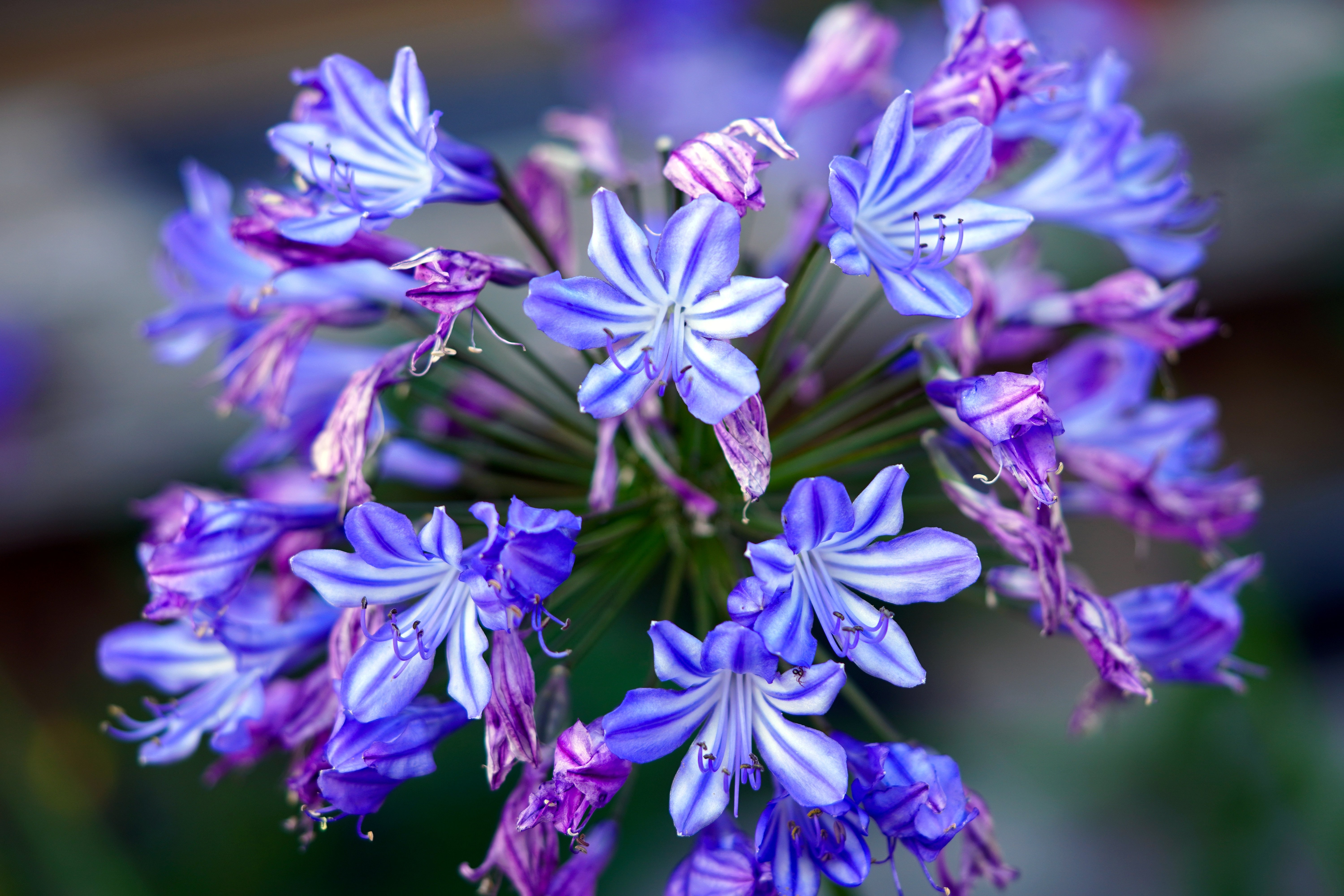 Цветок нилу. Агапантус синий. Агапантус цветок. Агапантус Poppin' Purple. Агапантус Star quality.