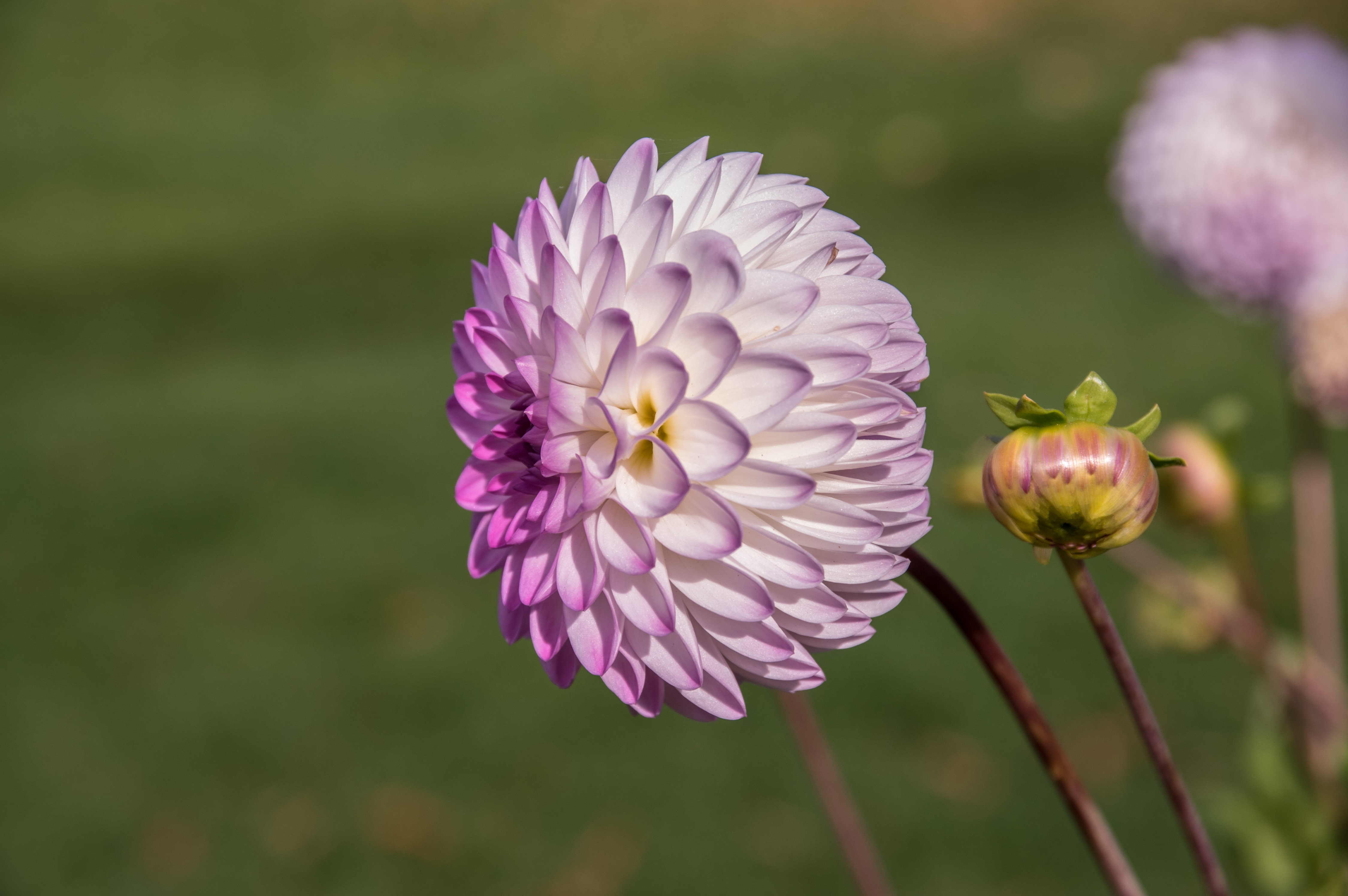 Zastaki.com - Фиолетовый цветок георгина с бутоном на клумбе