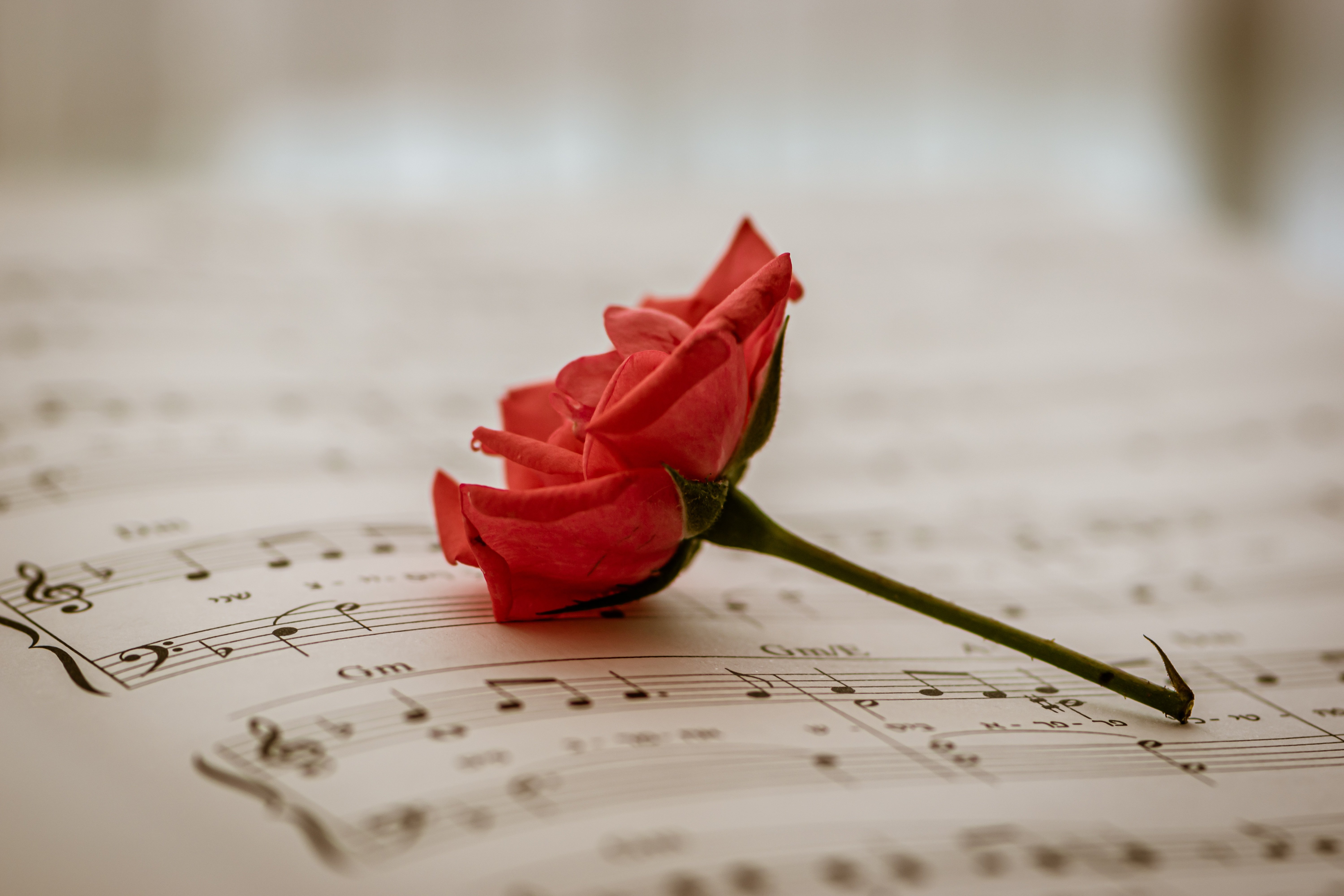 Родная музыка телефона. Розы и Ноты. Ноты и цветы. Ноты фон. Ноты фото.