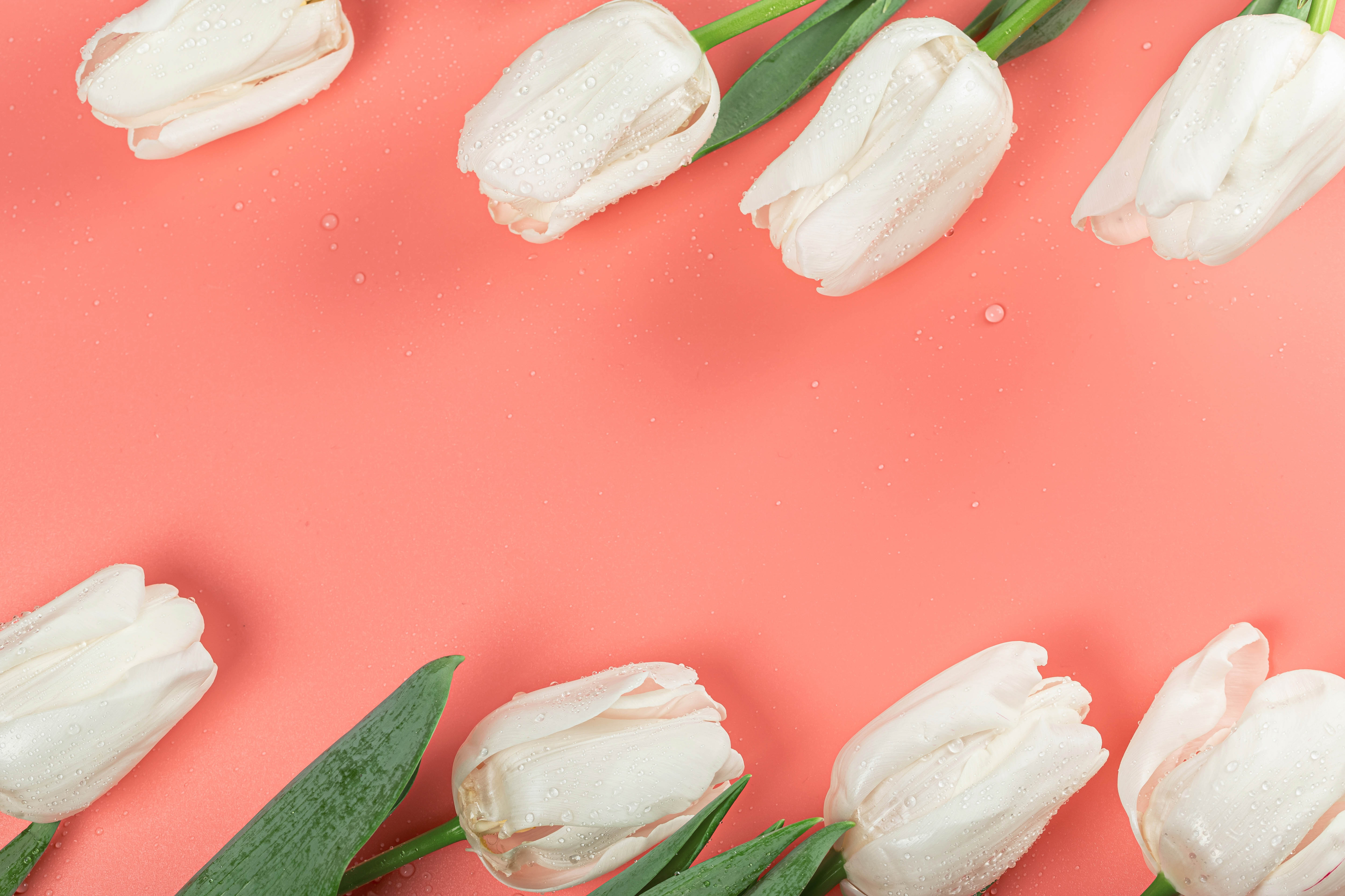 Zastaki.com - Белые тюльпаны в каплях росы на розовом фоне
