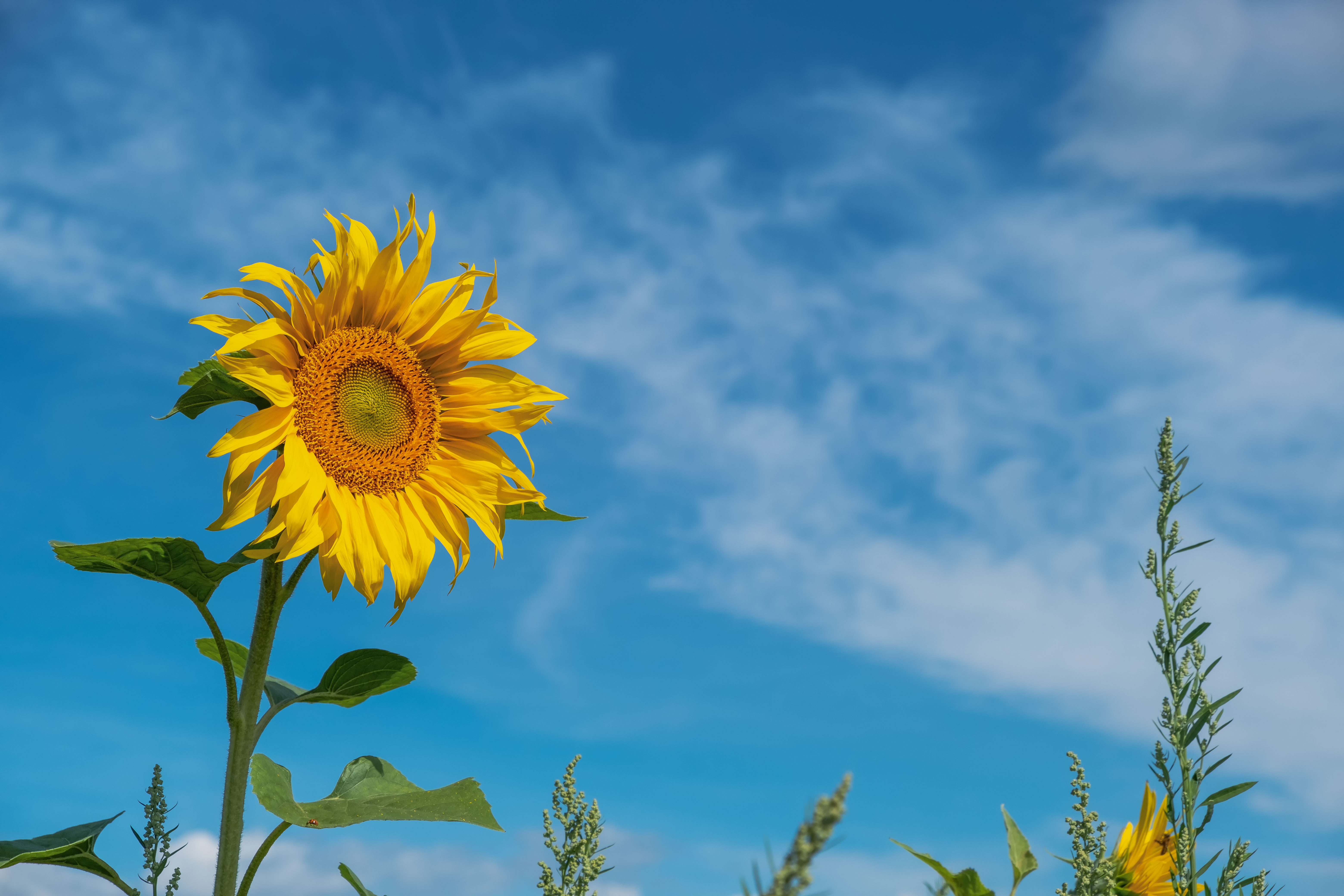 Zastaki.com - Желтый летний цветок подсолнуха на фоне голубого неба 