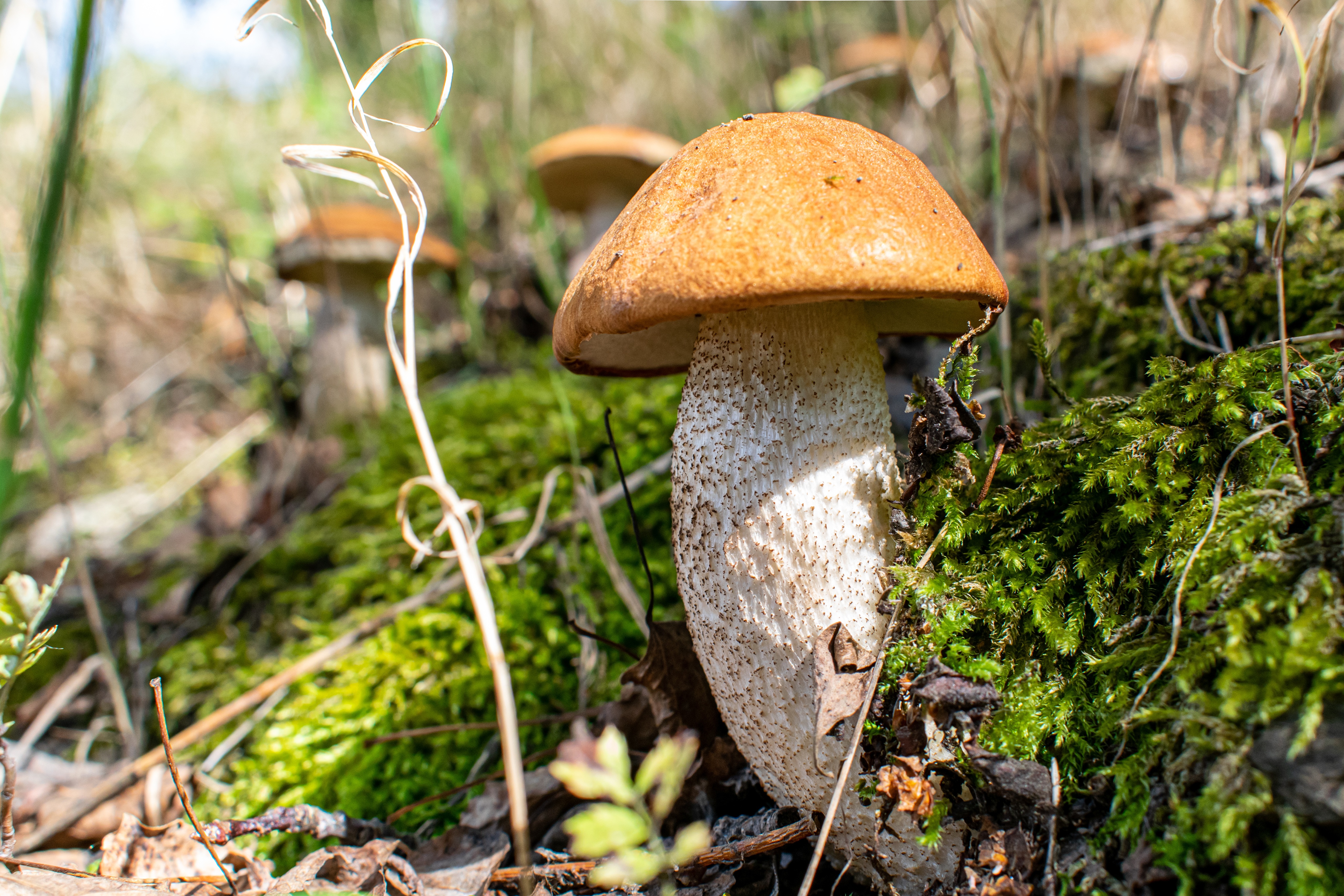 Zastaki.com - Большой белый гриб  растет на покрытой мхом земле