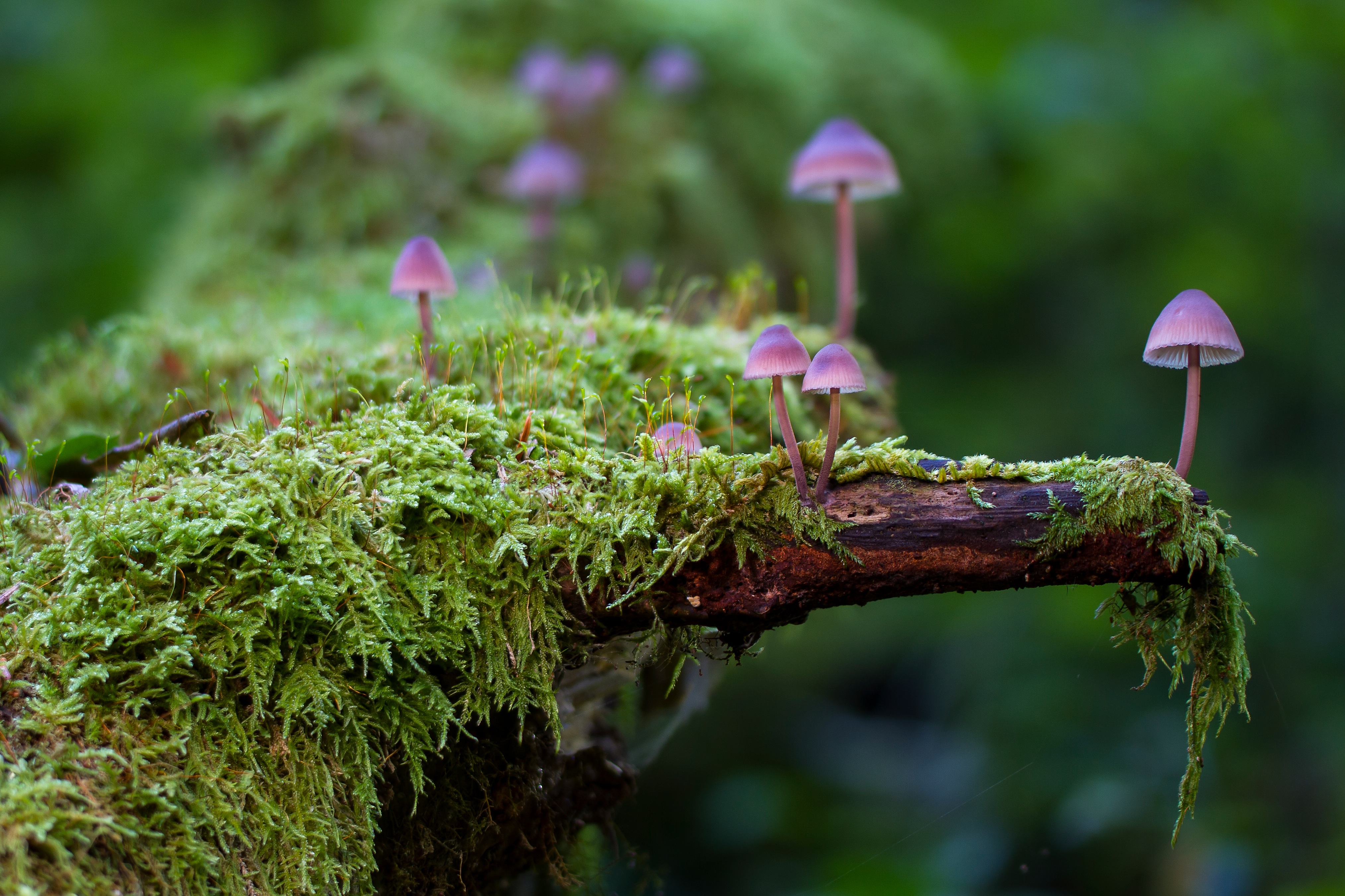Мир природы грибы. Мох Анчер. Моховидные грибы. Мох симбиоз. Красивый мох.