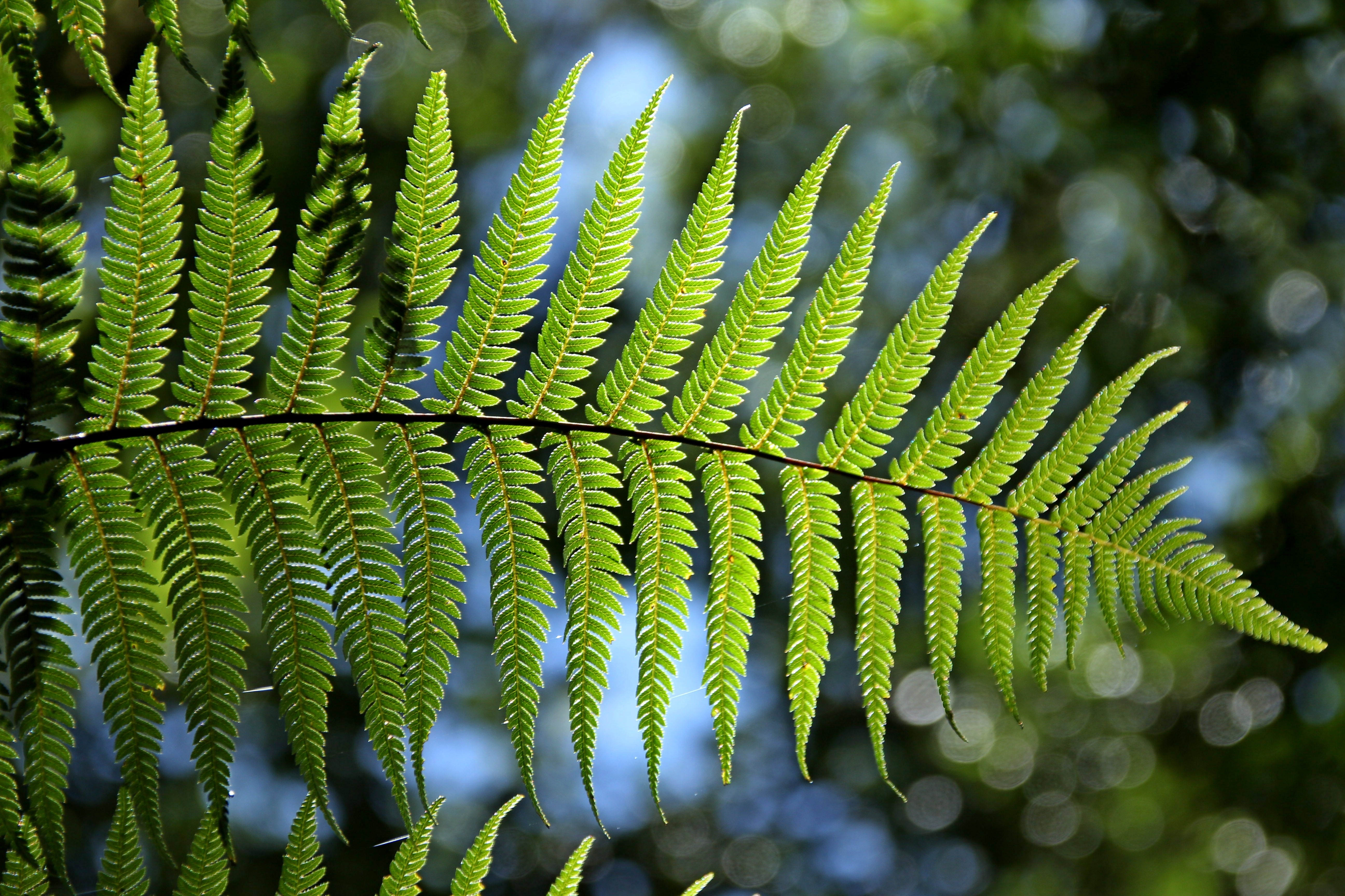 #detail #fern #green #leaf #texture Plant leaves, Leaf texture, Green leaves