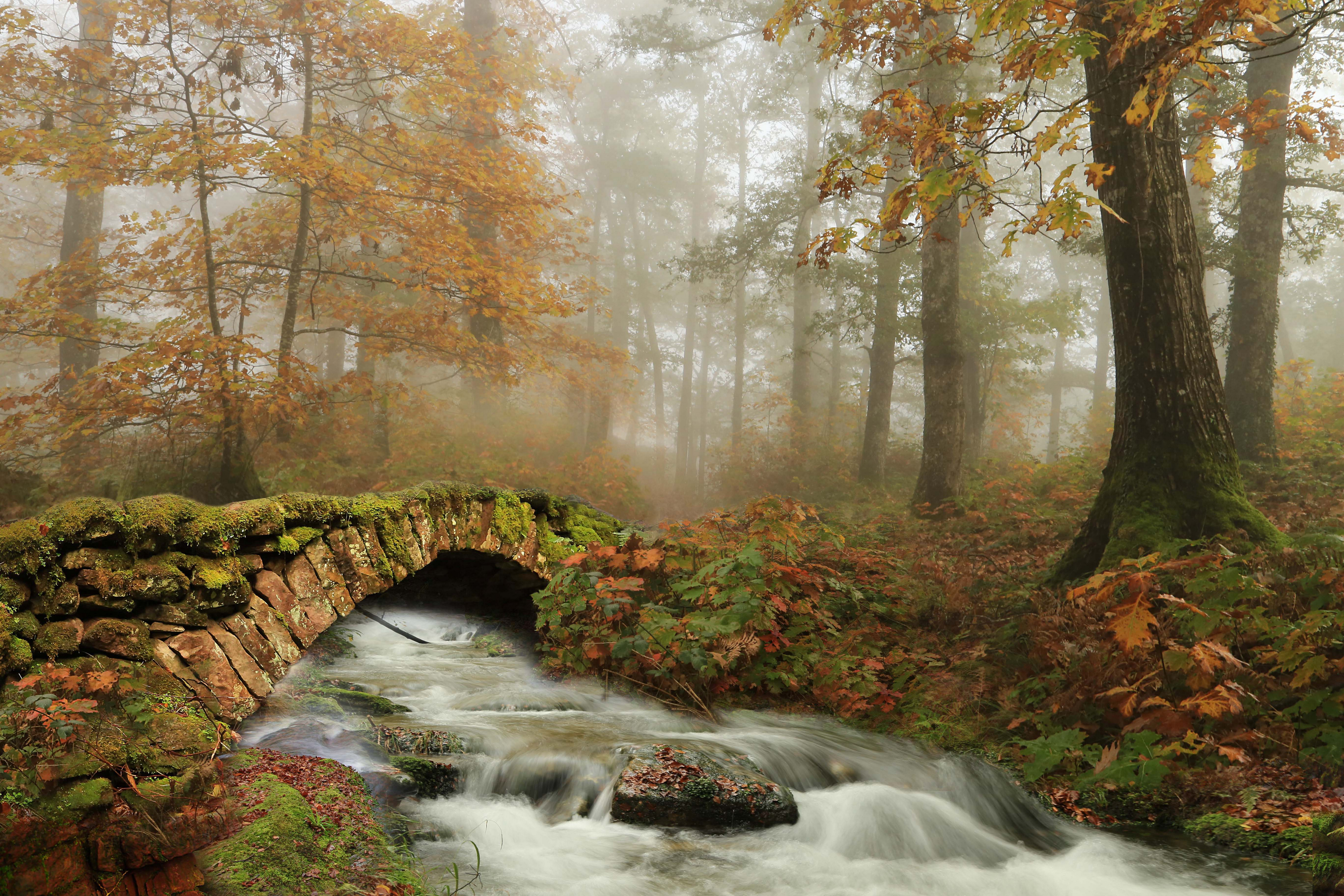 Zastaki.com - Старый каменный мост через ручей в осеннем лесу 