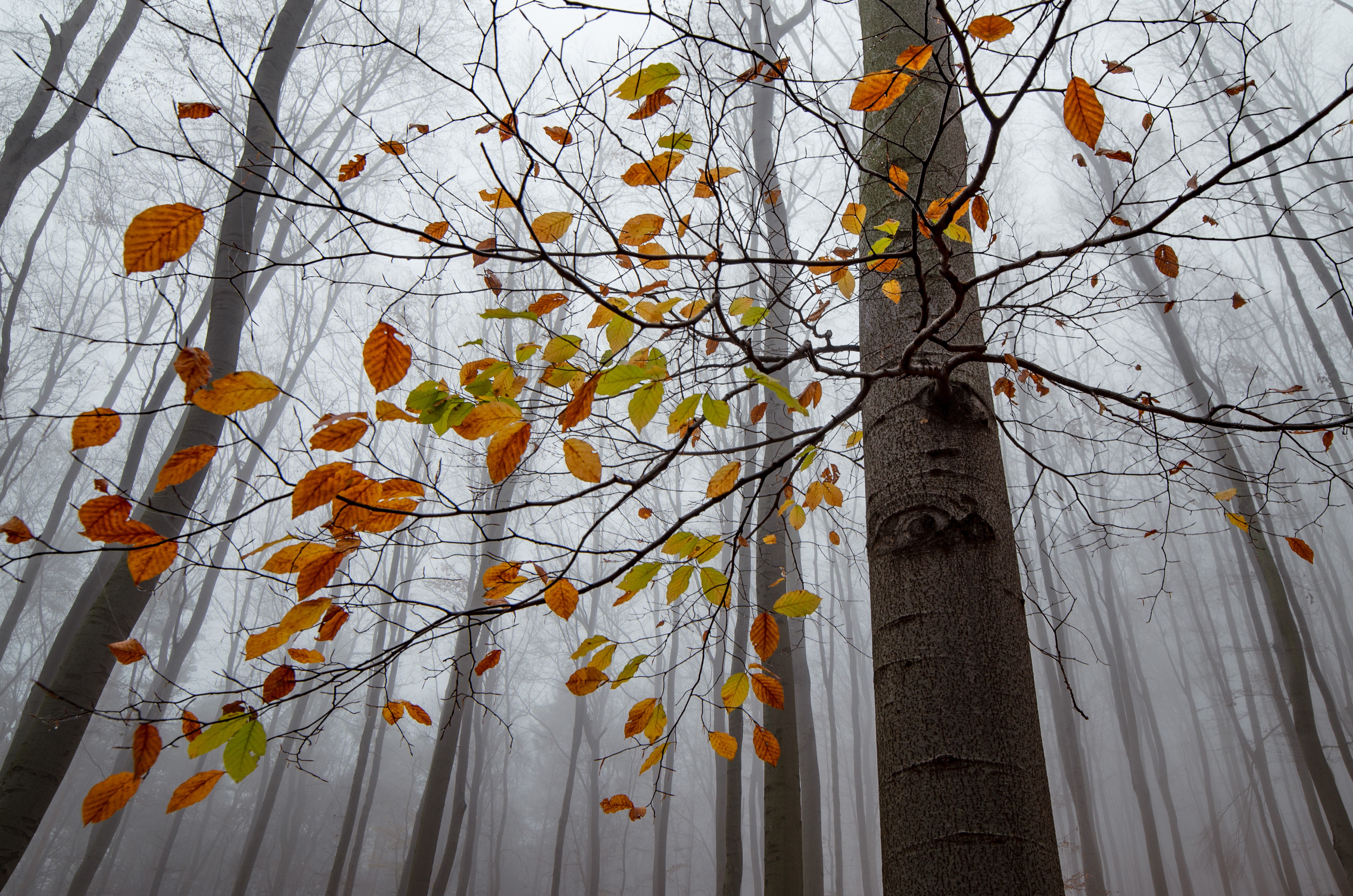 Zastaki.com - Листья опадают с дерева в лесу осенью 