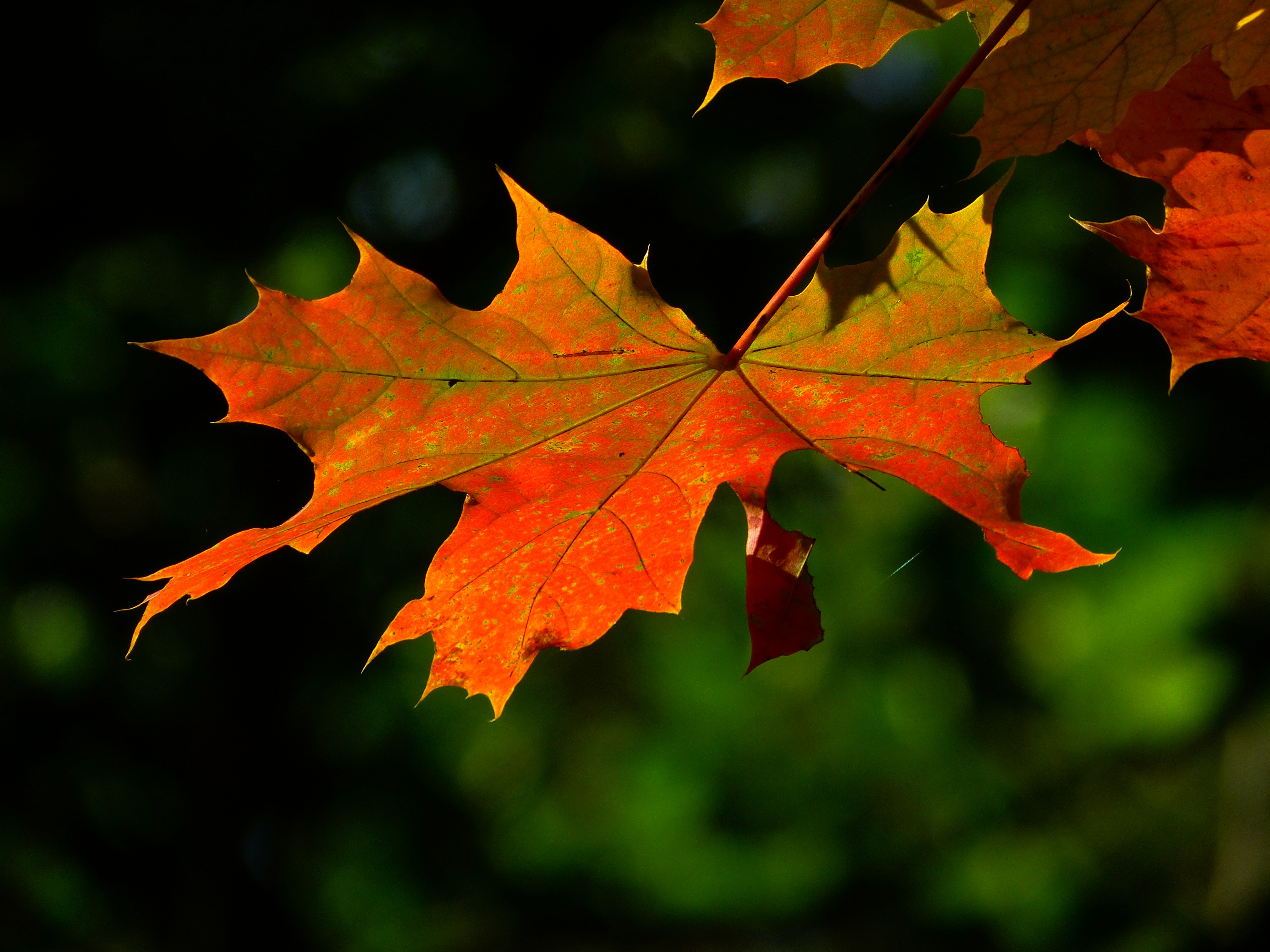 Цвет листа клена осенью. Осенний кленовый лист. Осенний Калиновый лист. Осенние листья клена. Листья клена осенью.