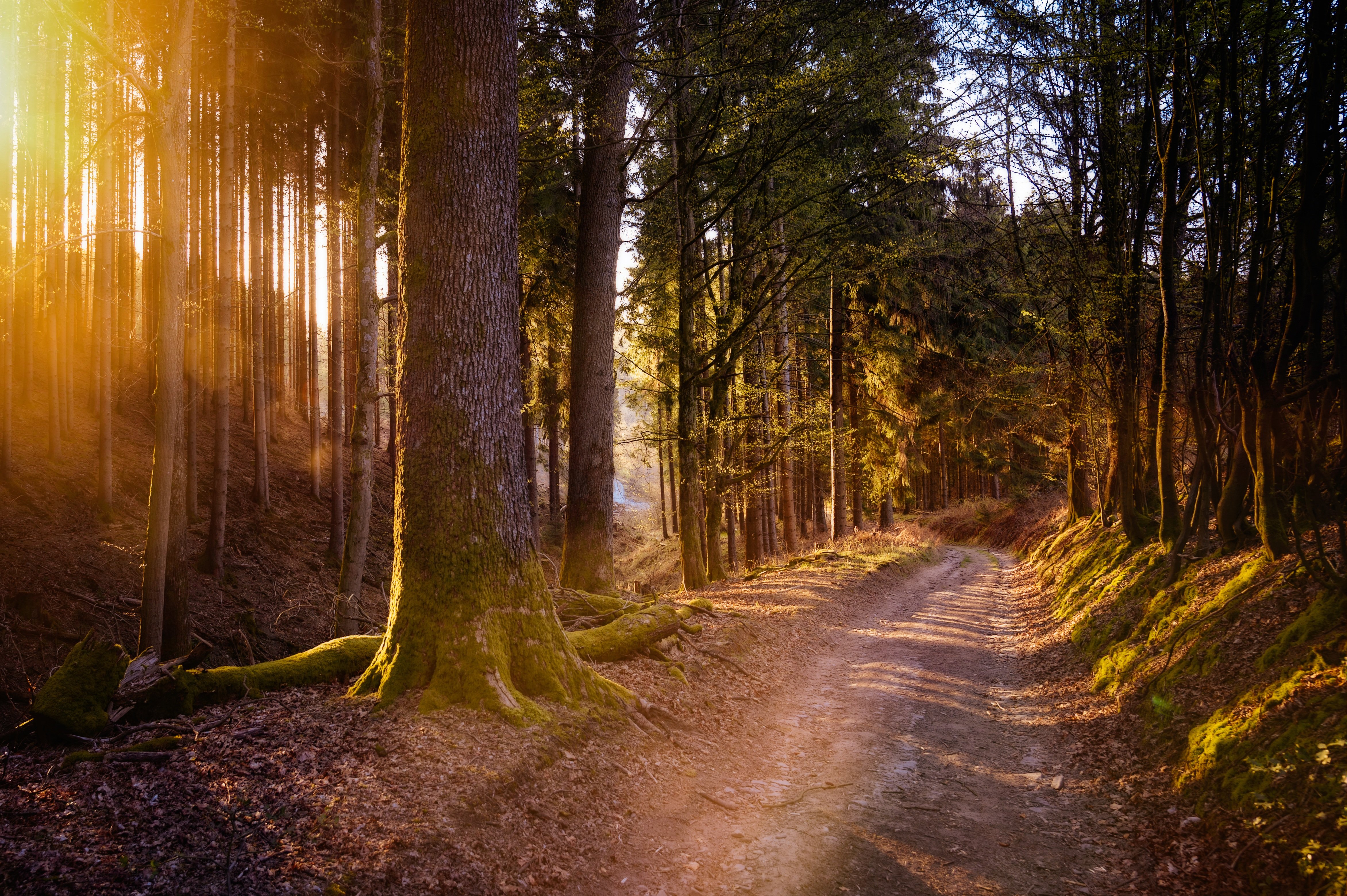 Лес солнце и звезды. Лесная дорога. Дорога в лесу. Природа лес. Фон леса.