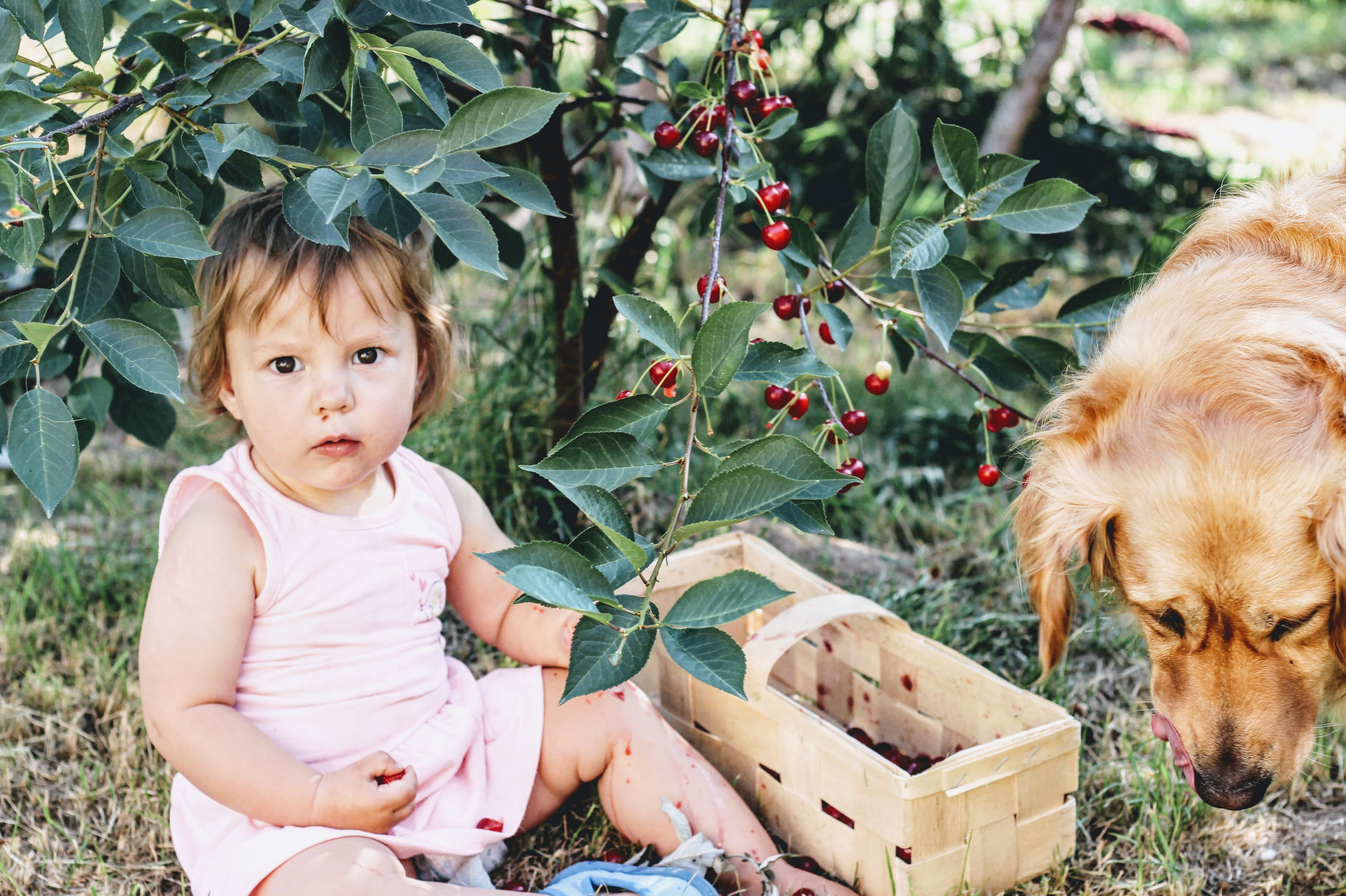Zastaki.com - Маленькая девочка сидит под деревом вишни с собакой 