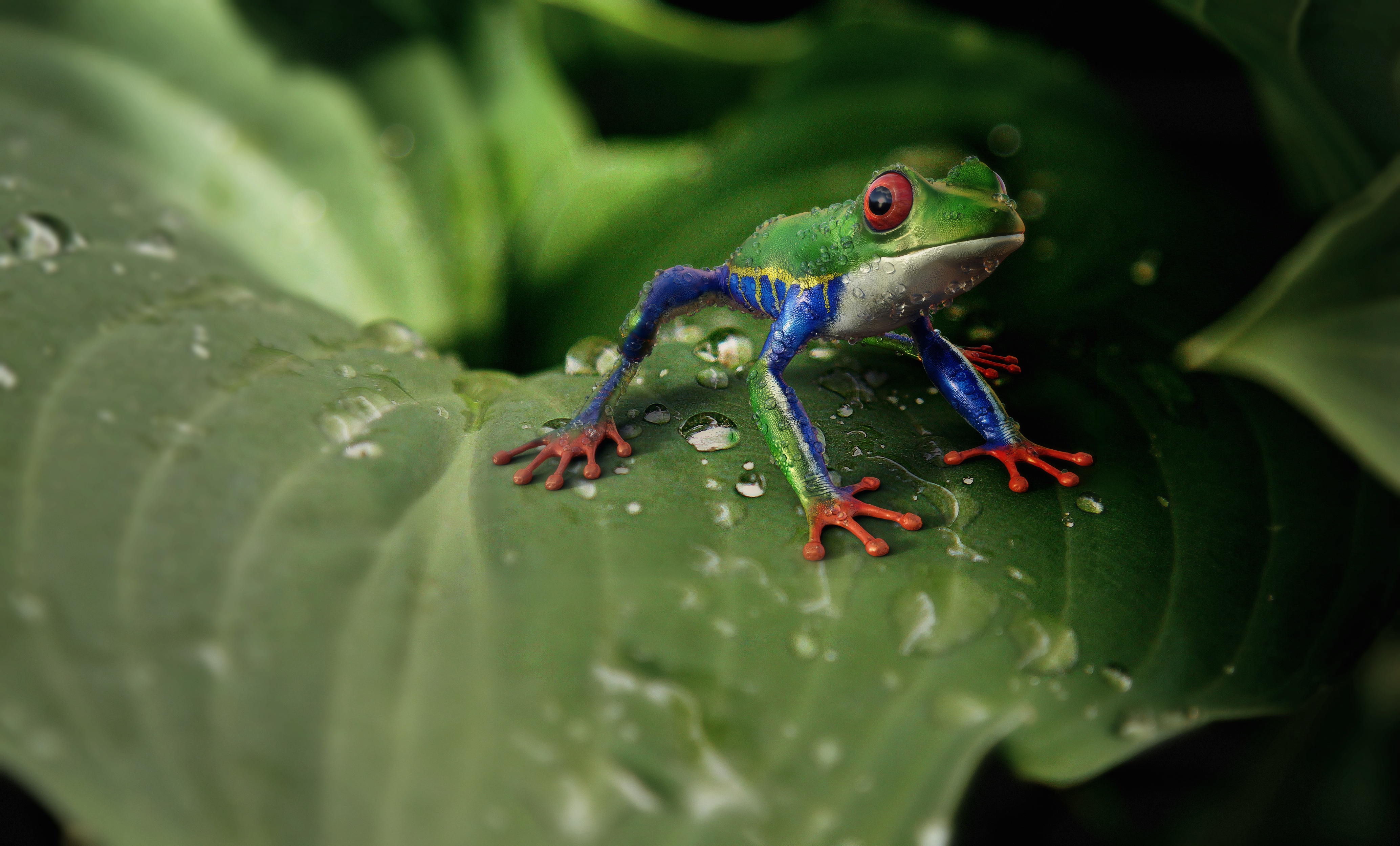 Zastaki.com - Маленькая зеленая лягушка сидит на зеленом листе