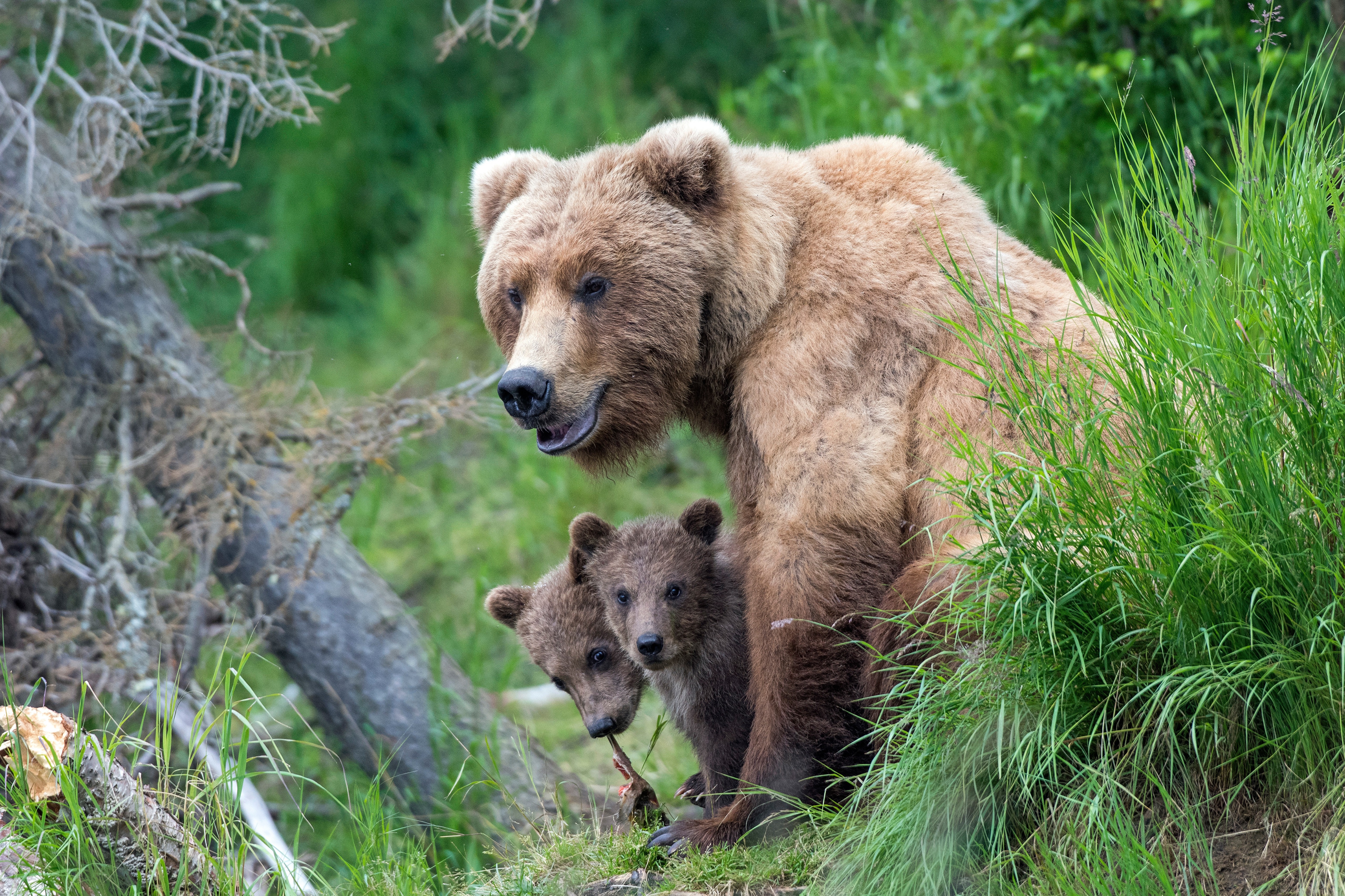 Популяция бурых медведей. Бурый медведь Краснодарского края. Бурый медведь Кадьяк. Медведь Гризли с медвежатами. Гризли североамериканский бурый медведь.