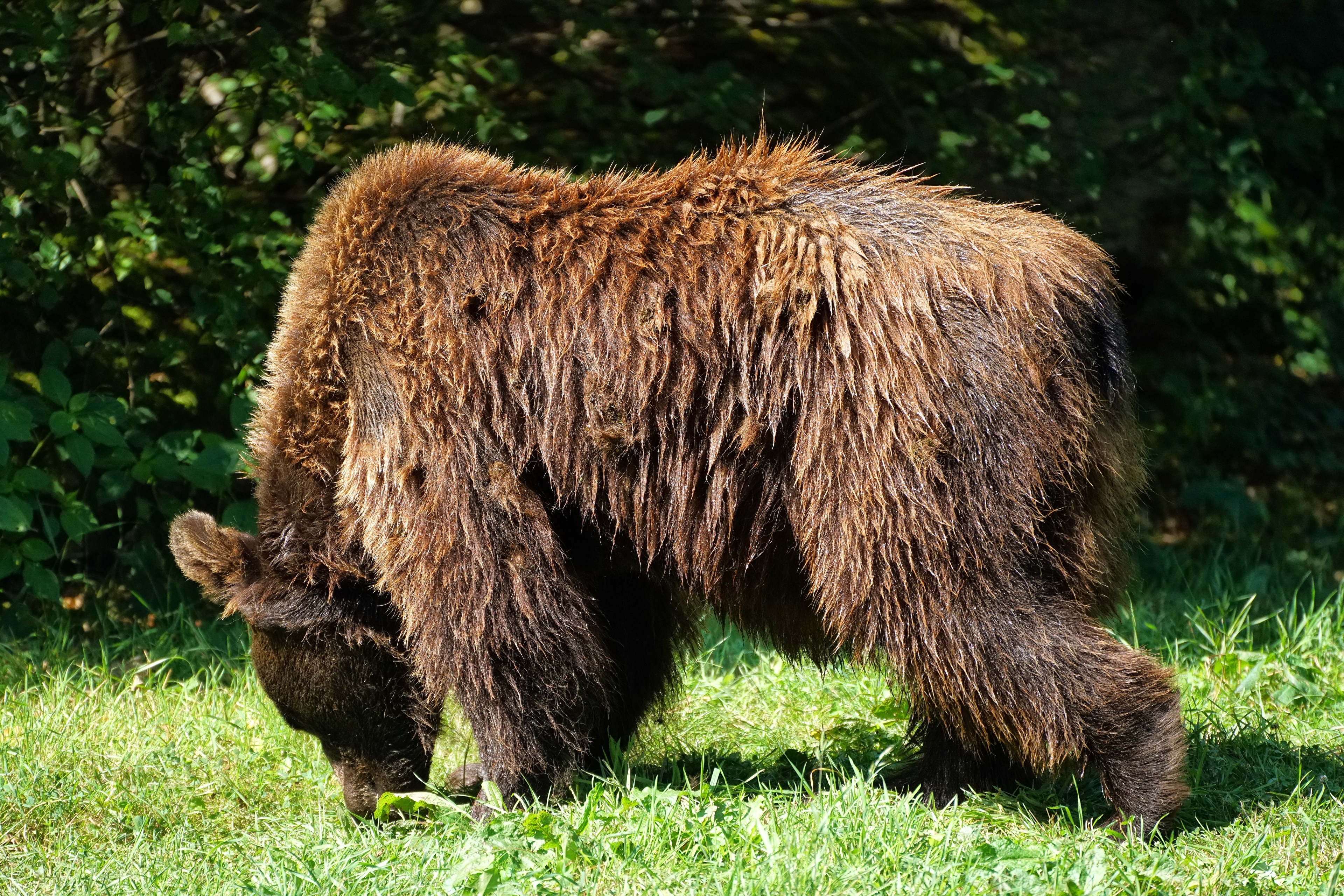 Zastaki.com - Большой мокрый бурый медведь на траве