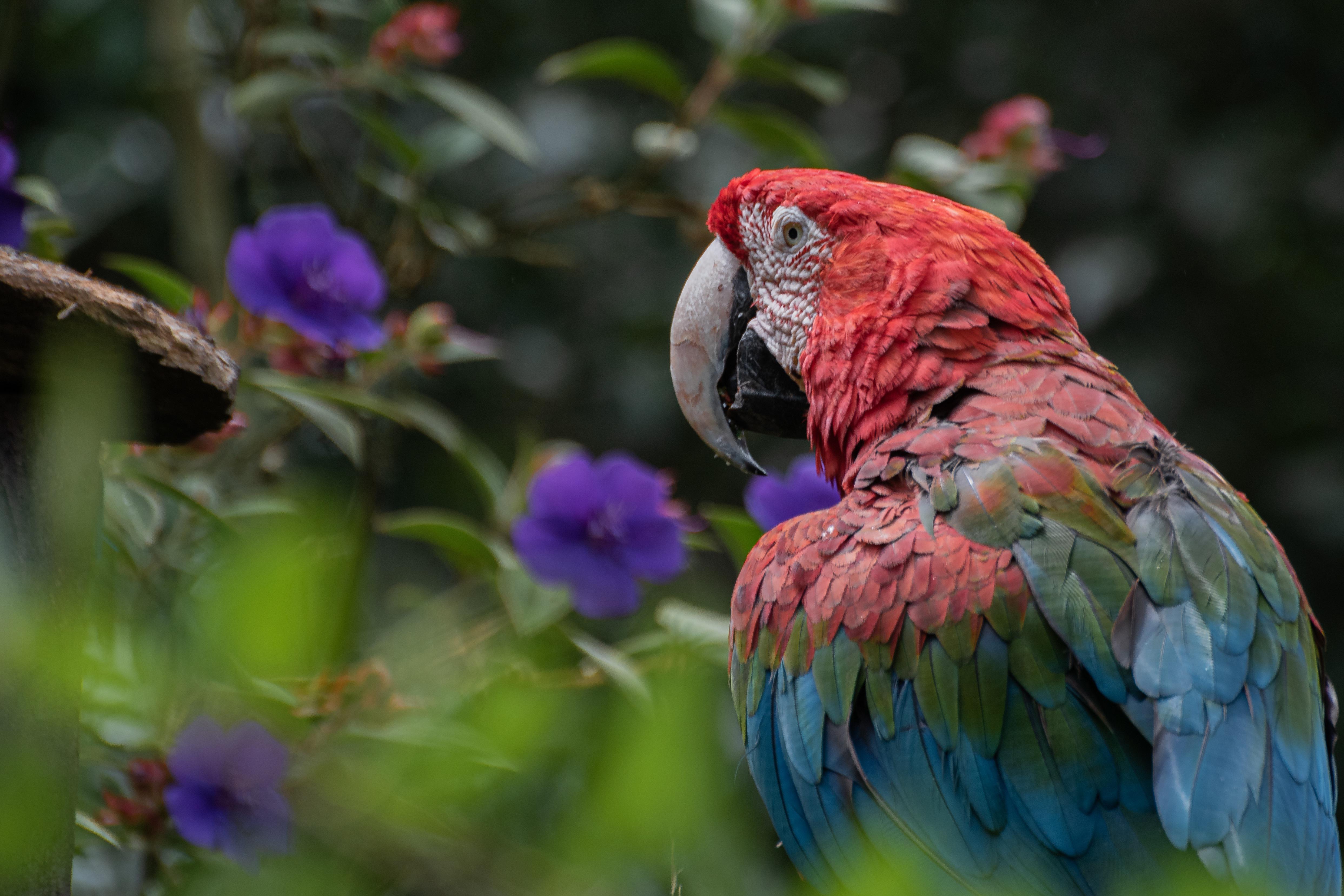 Большой цветной попугай. Какаду и ара. Разноцветные ара на ветке. Цветной попугай на ветке. Красный ара на столе.