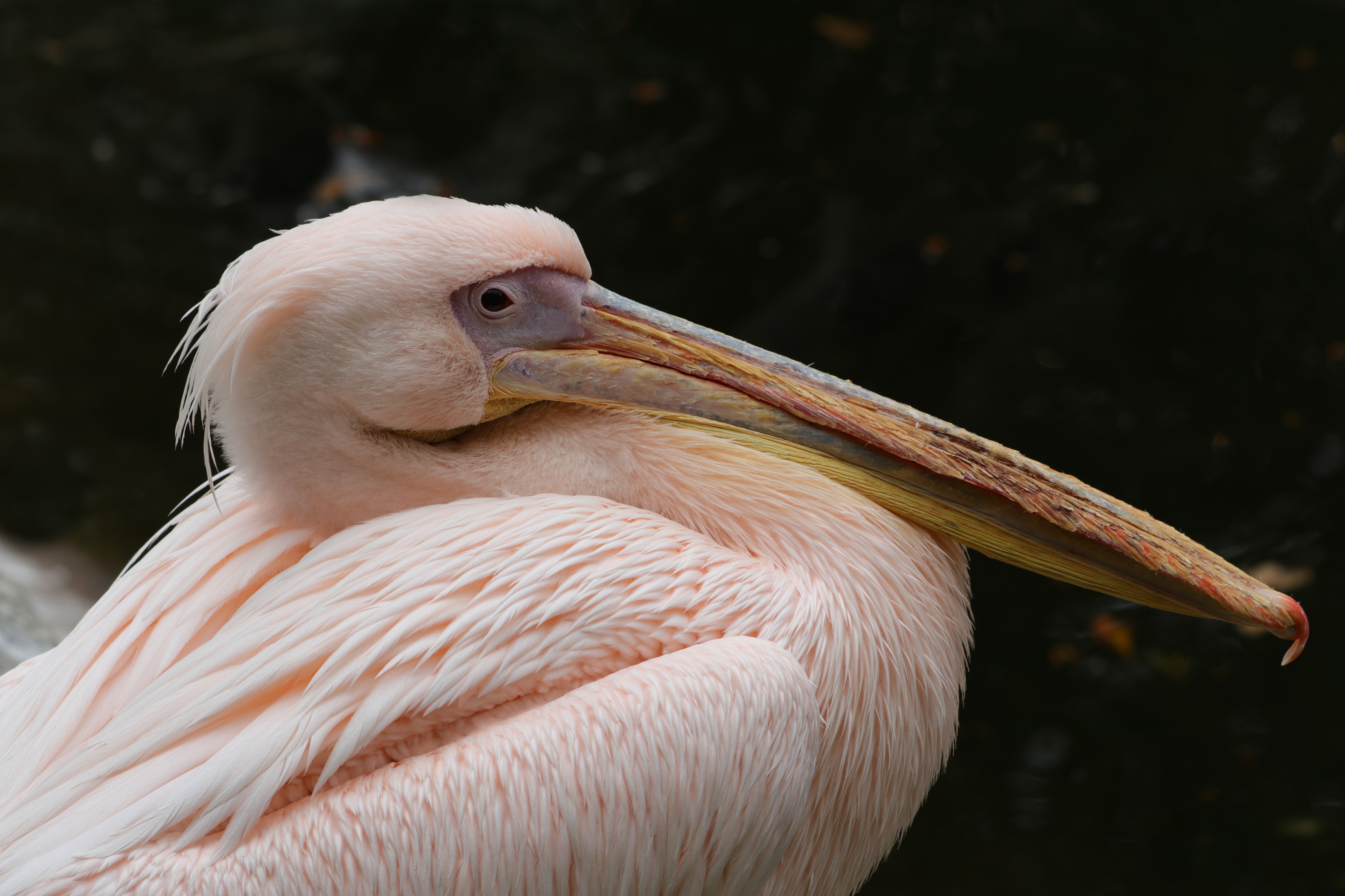 Птица похожая на пеликана. Розовый Пеликан. Пеликан фото. Розовый Пеликан фото. Кончалась клювом острым как шило