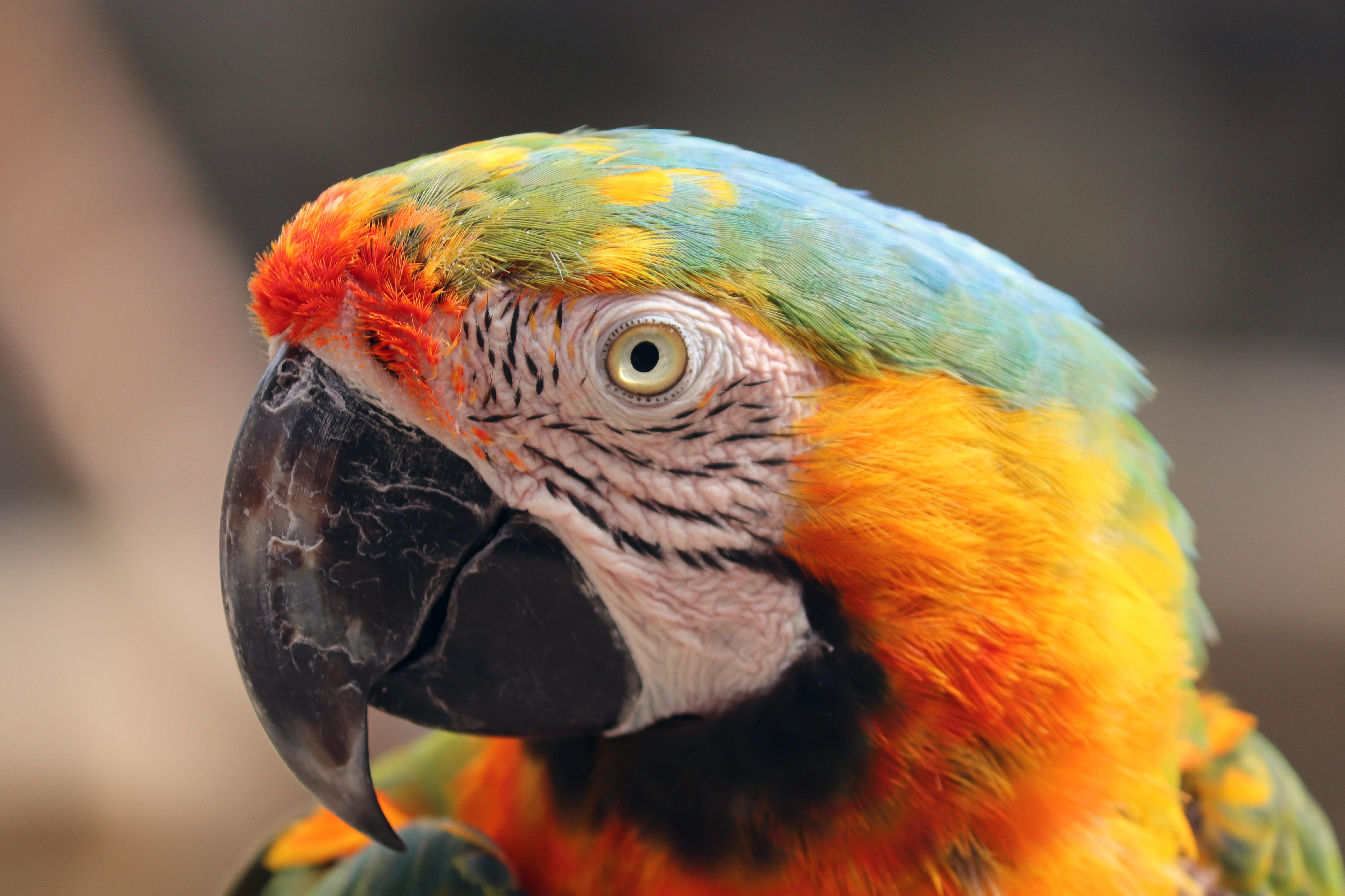 Большой цветной попугай. Желтошейный ара. Разноцветный попугай. Попугаи в России. Попугай ученый.