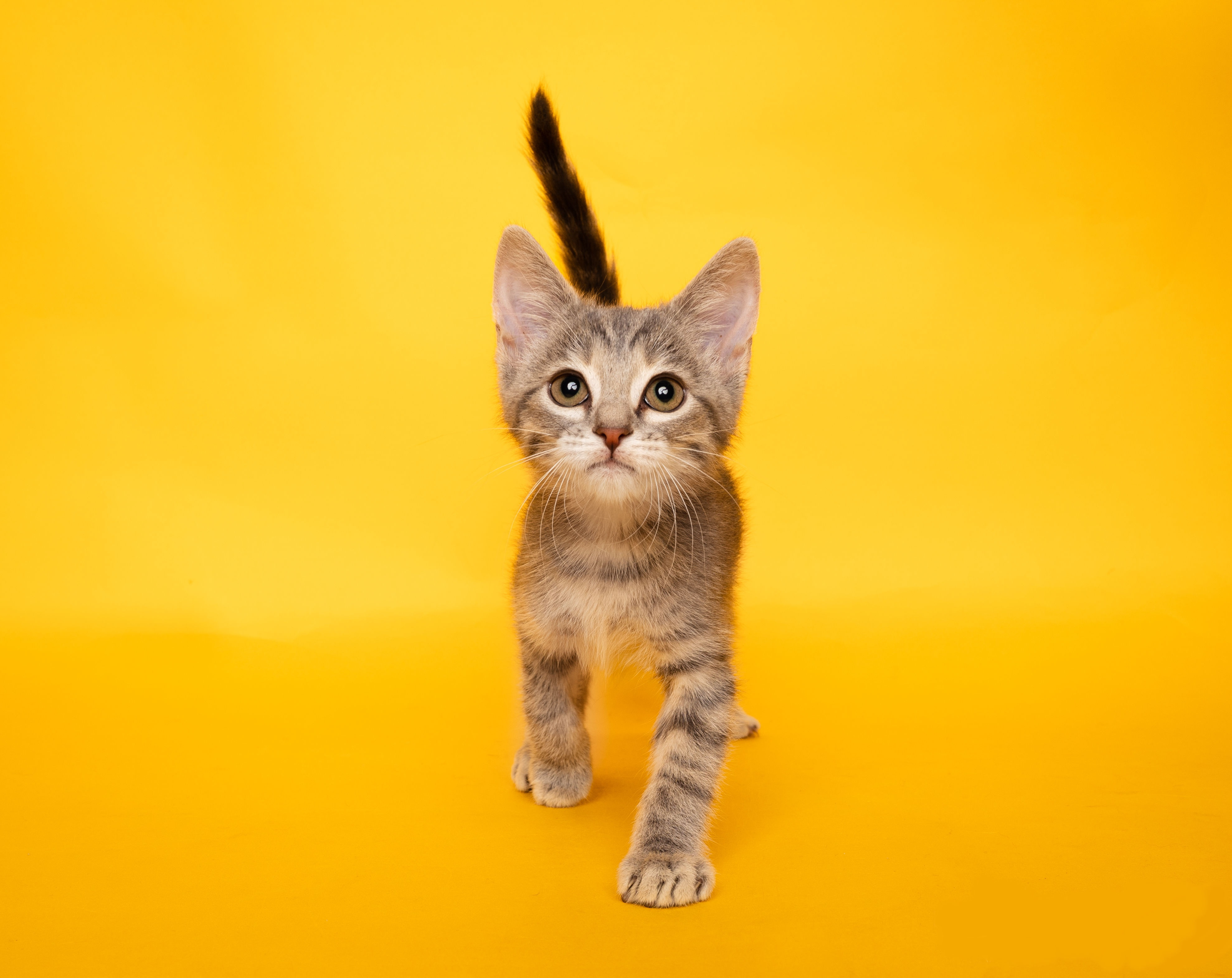 Zastaki.com - Милый серый котенок на оранжевом фоне