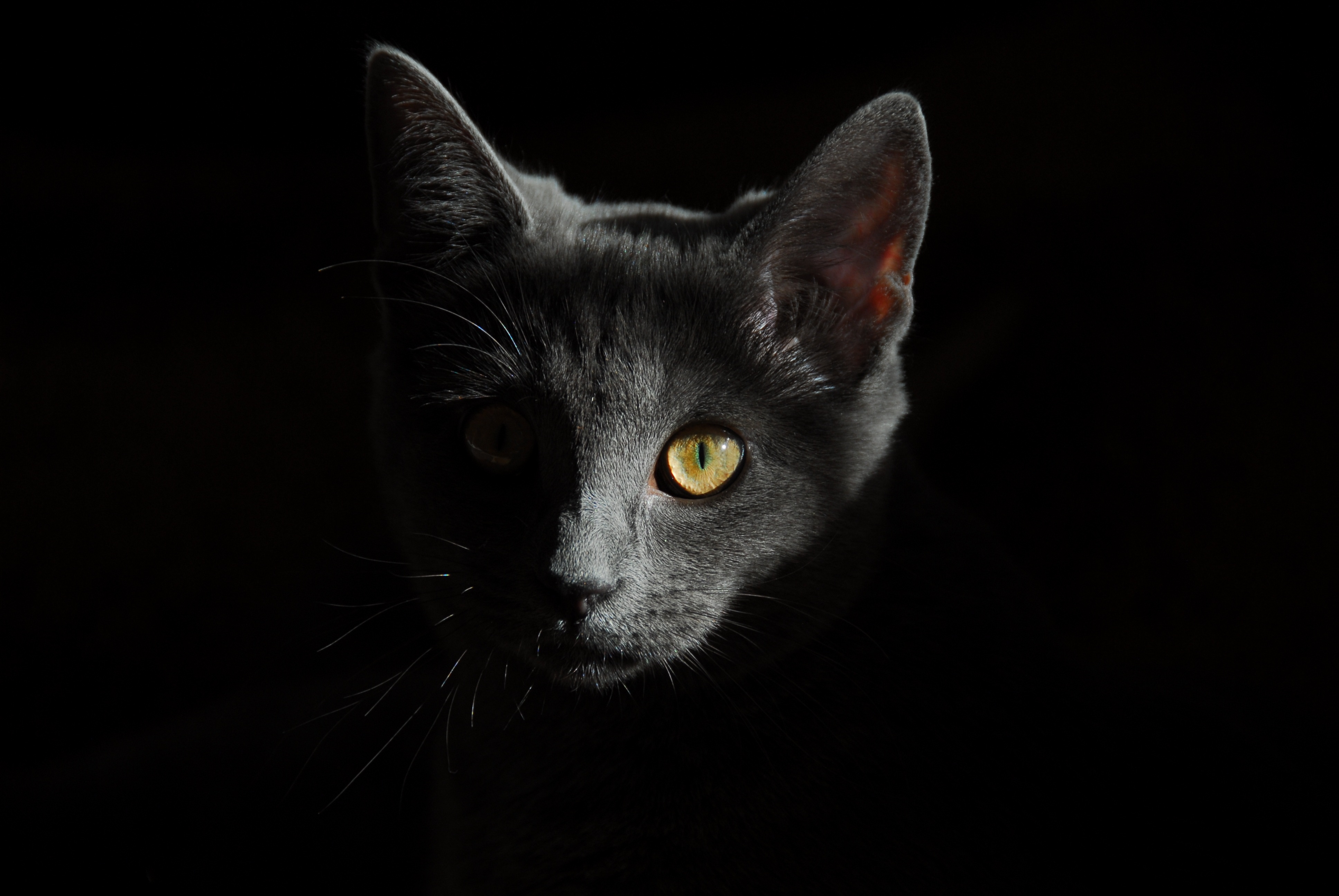 Взгляд как у кошки песня. Кошка в темноте. Черная кошка в темноте. Кошачьи глаза на черном фоне. Черная кошка на черном фоне.