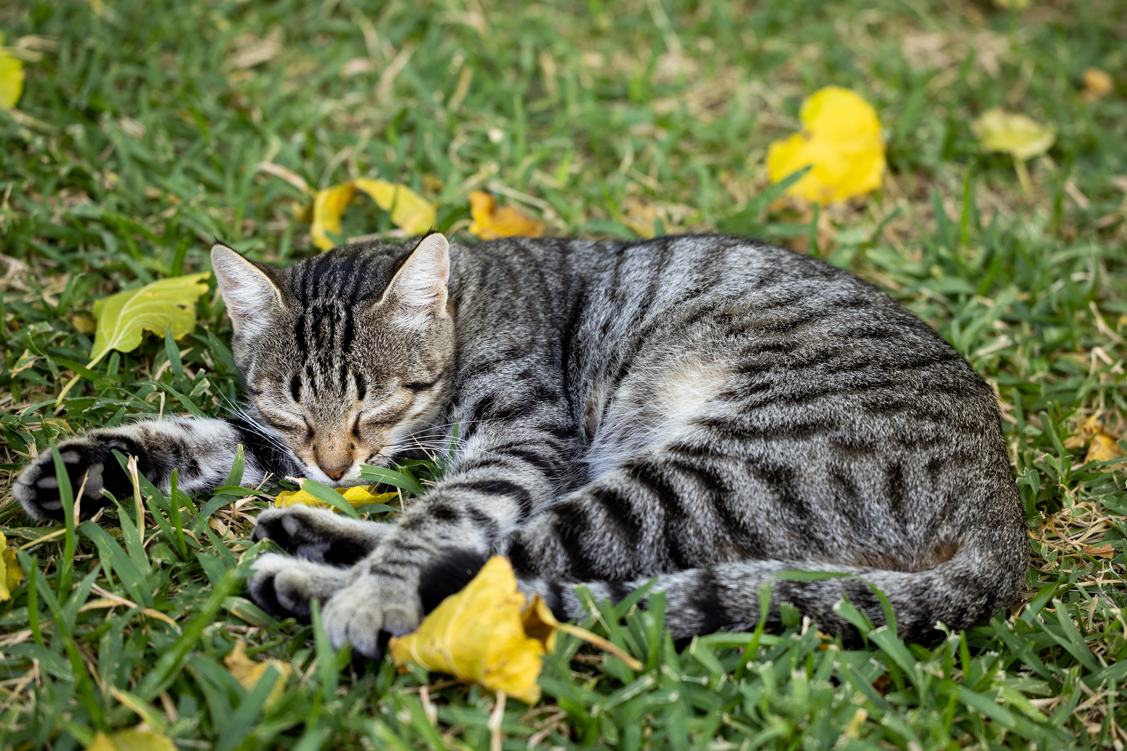 Zastaki.com - Полосатый серый кот лежит на траве