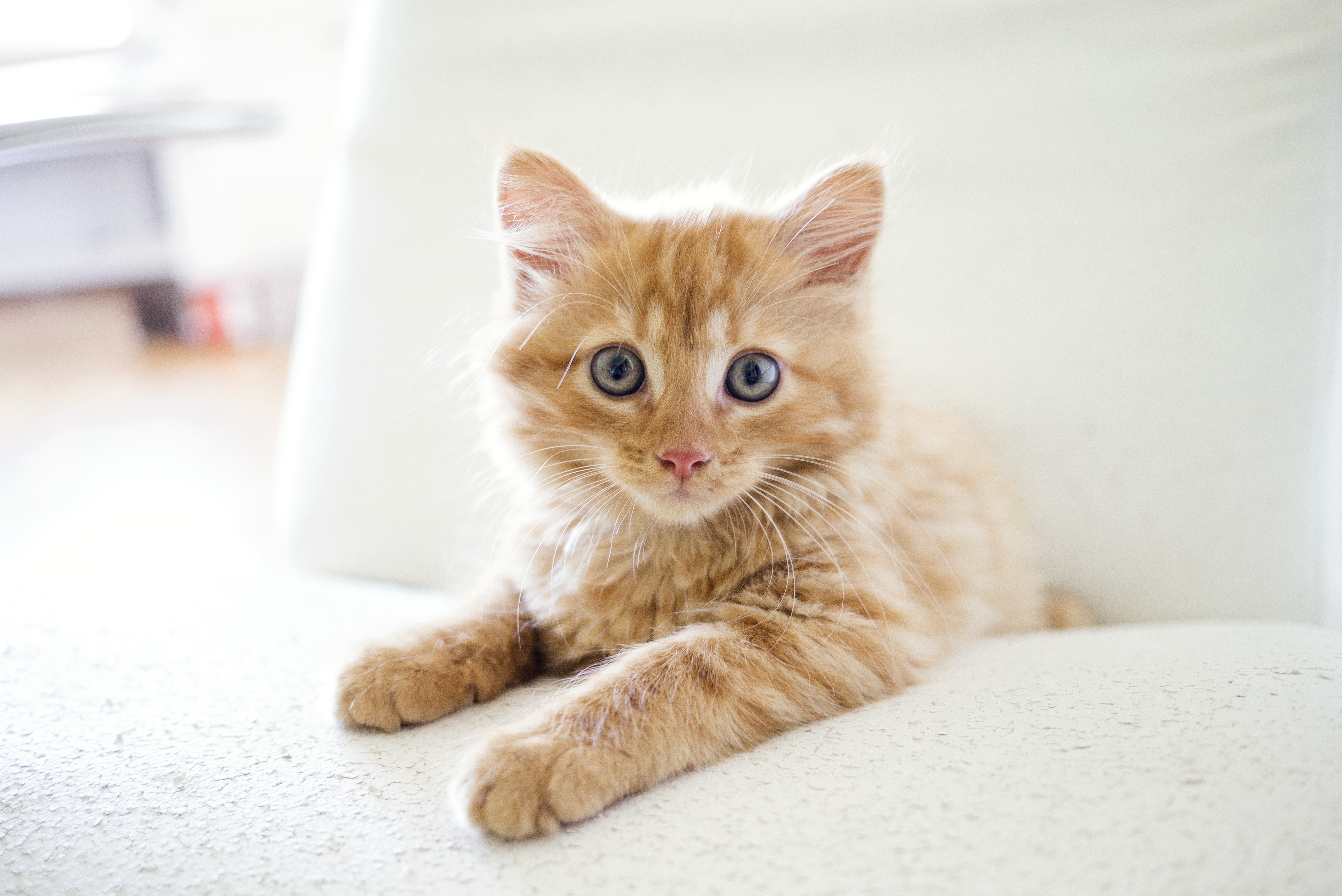 Zastaki.com - Удивленный взгляд маленького рыжего котенка