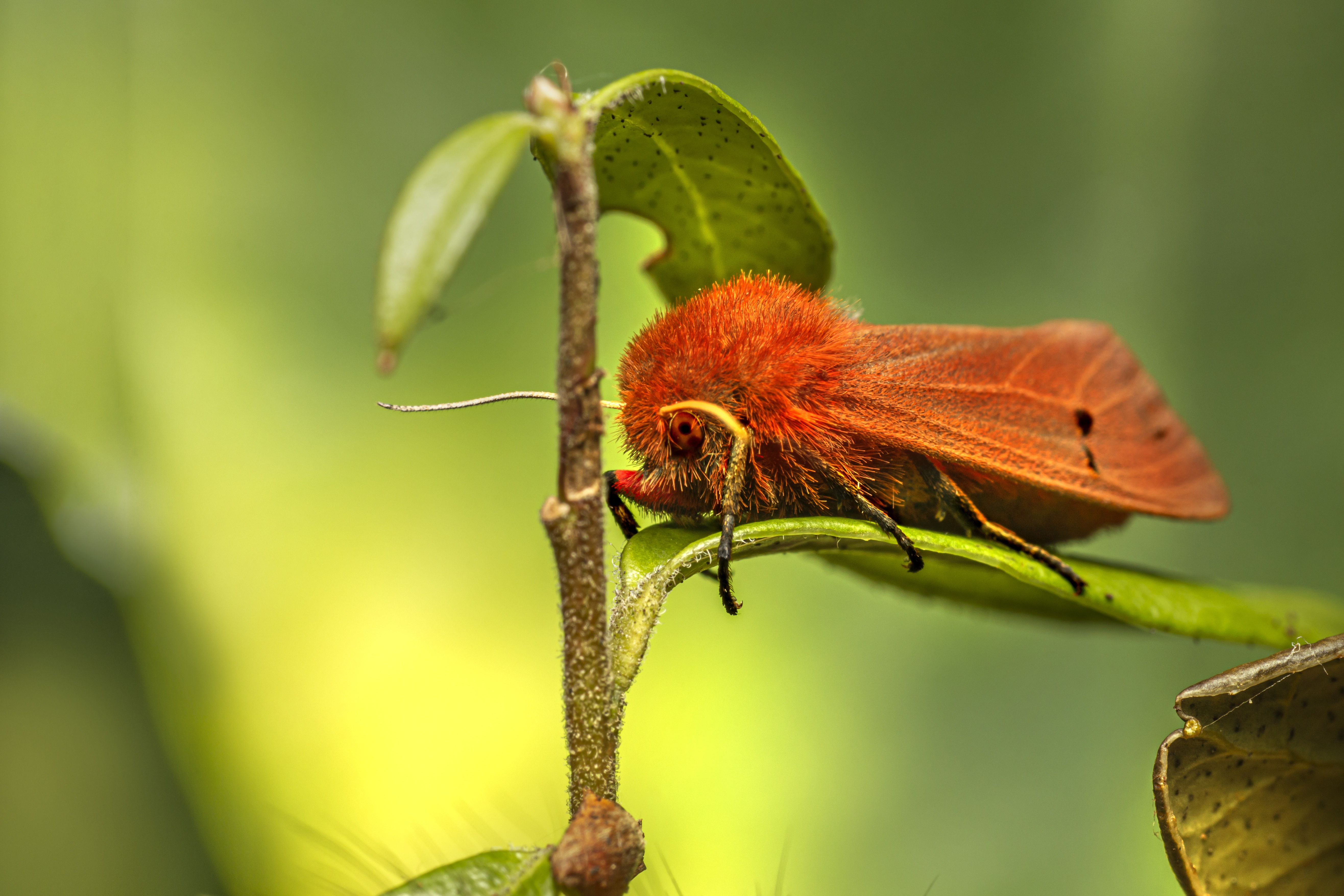 Красная моль. Рыжая моль. Ruby Tiger Moth.