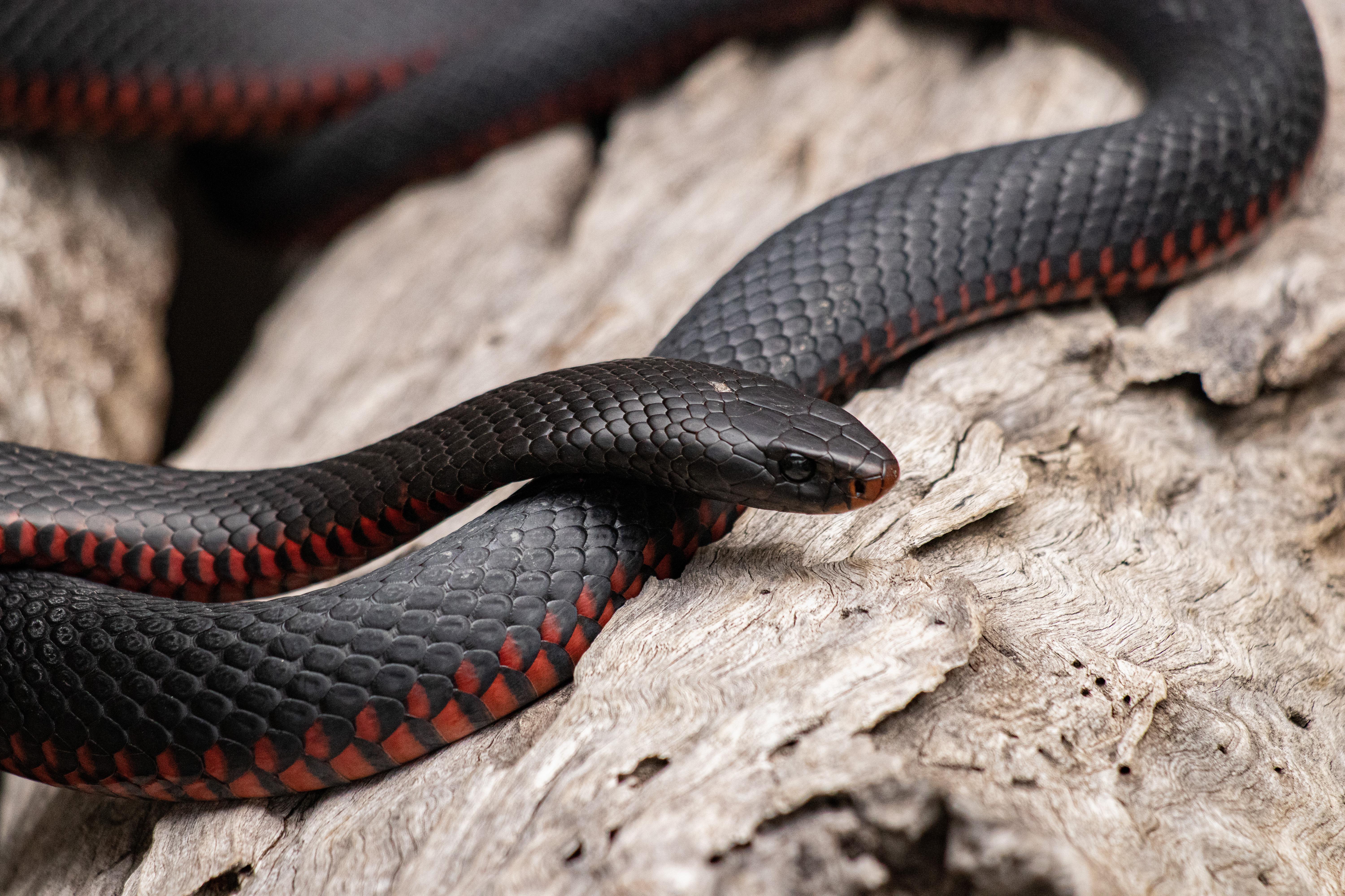 Змея 1 часть. Краснобрюхий полоз. Змея Тайпан голубая. Краснобрюхая черная змея. Змея Red belly.