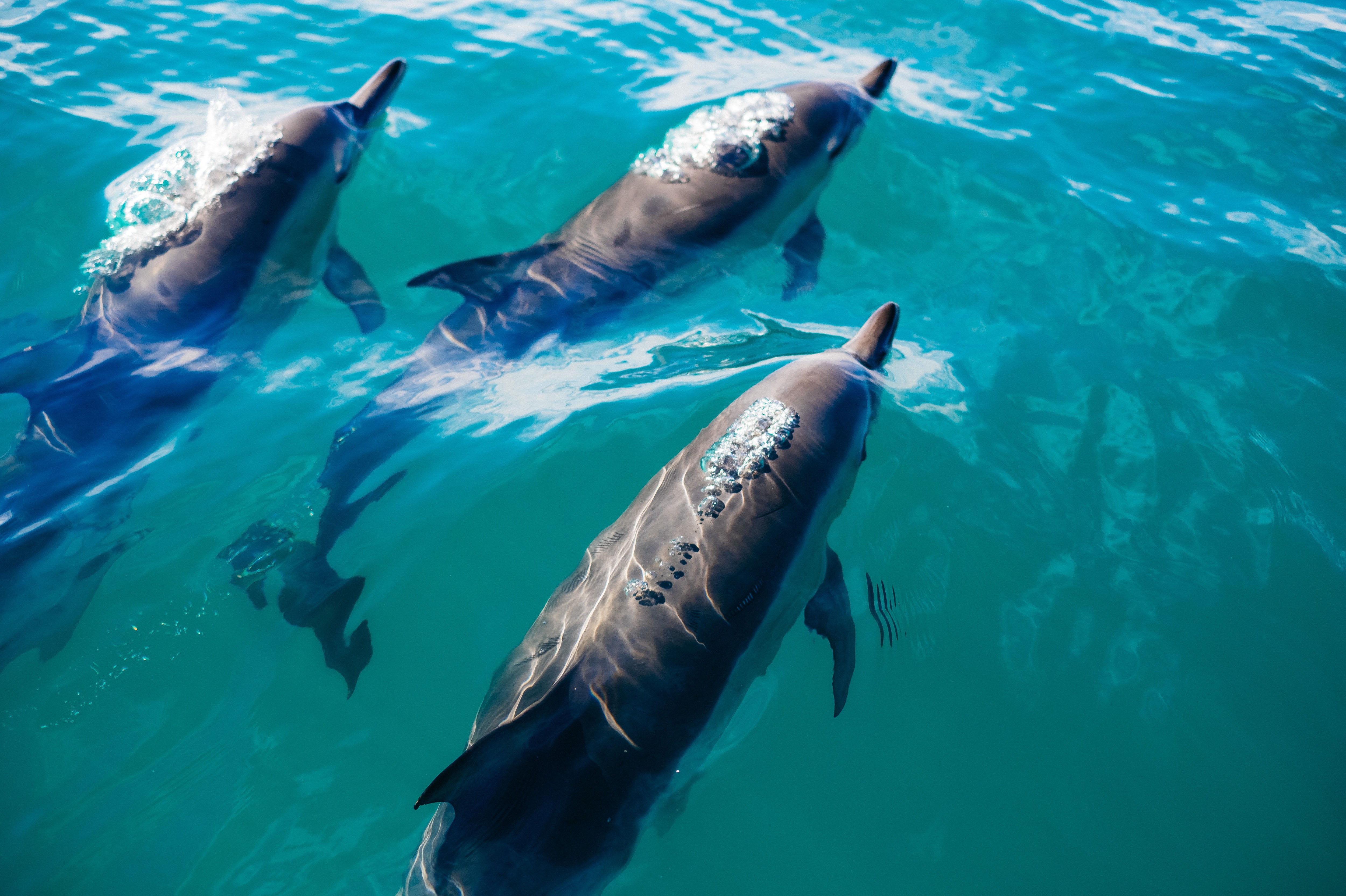 Дельфины живут в море. Черноморская Афалина. Дельфин Афалина Черноморская. Дельфины афалины черного моря. Черноморская Афалина в Сочи.