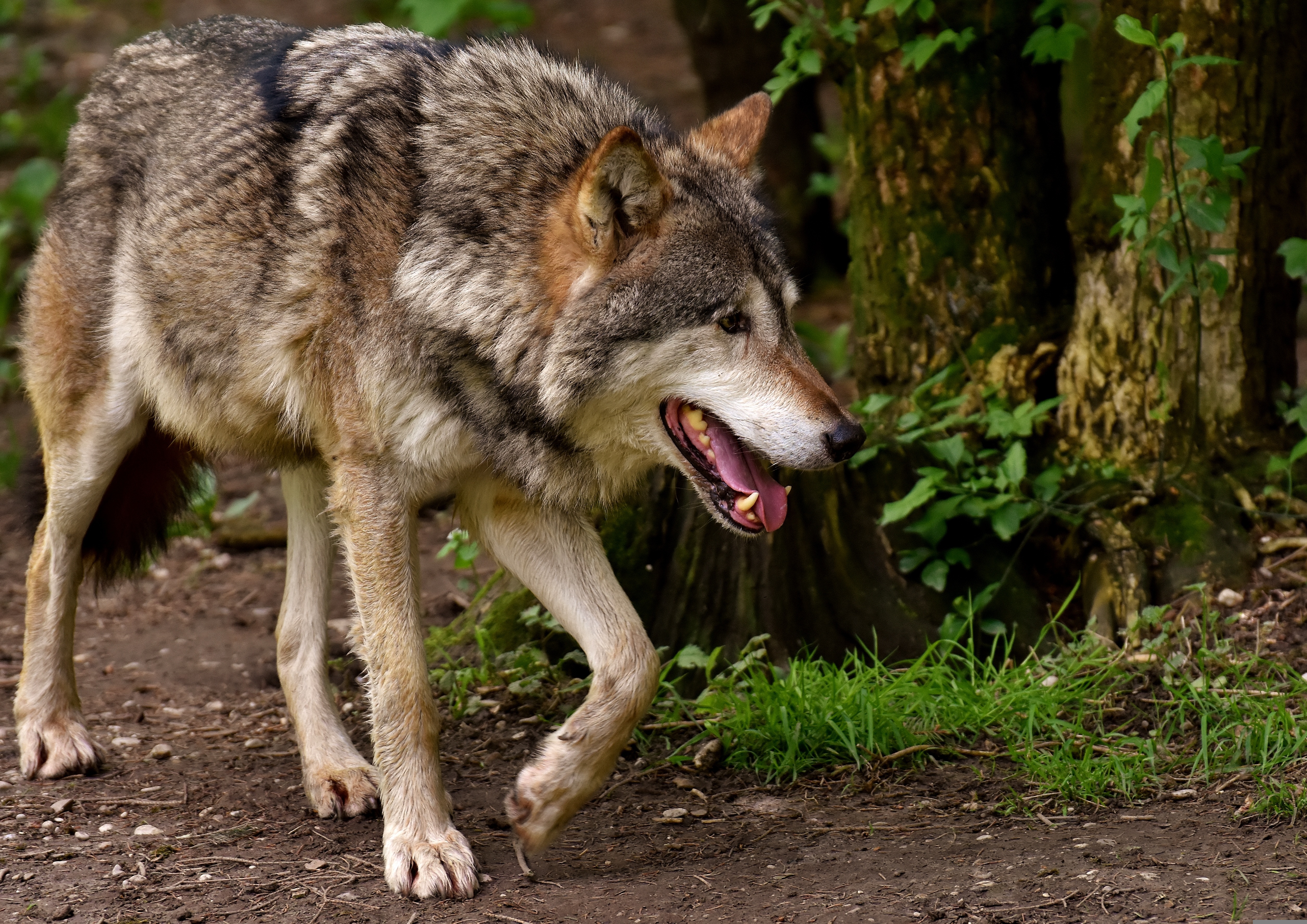 Zastaki.com - Большой серый волк идет по лесу