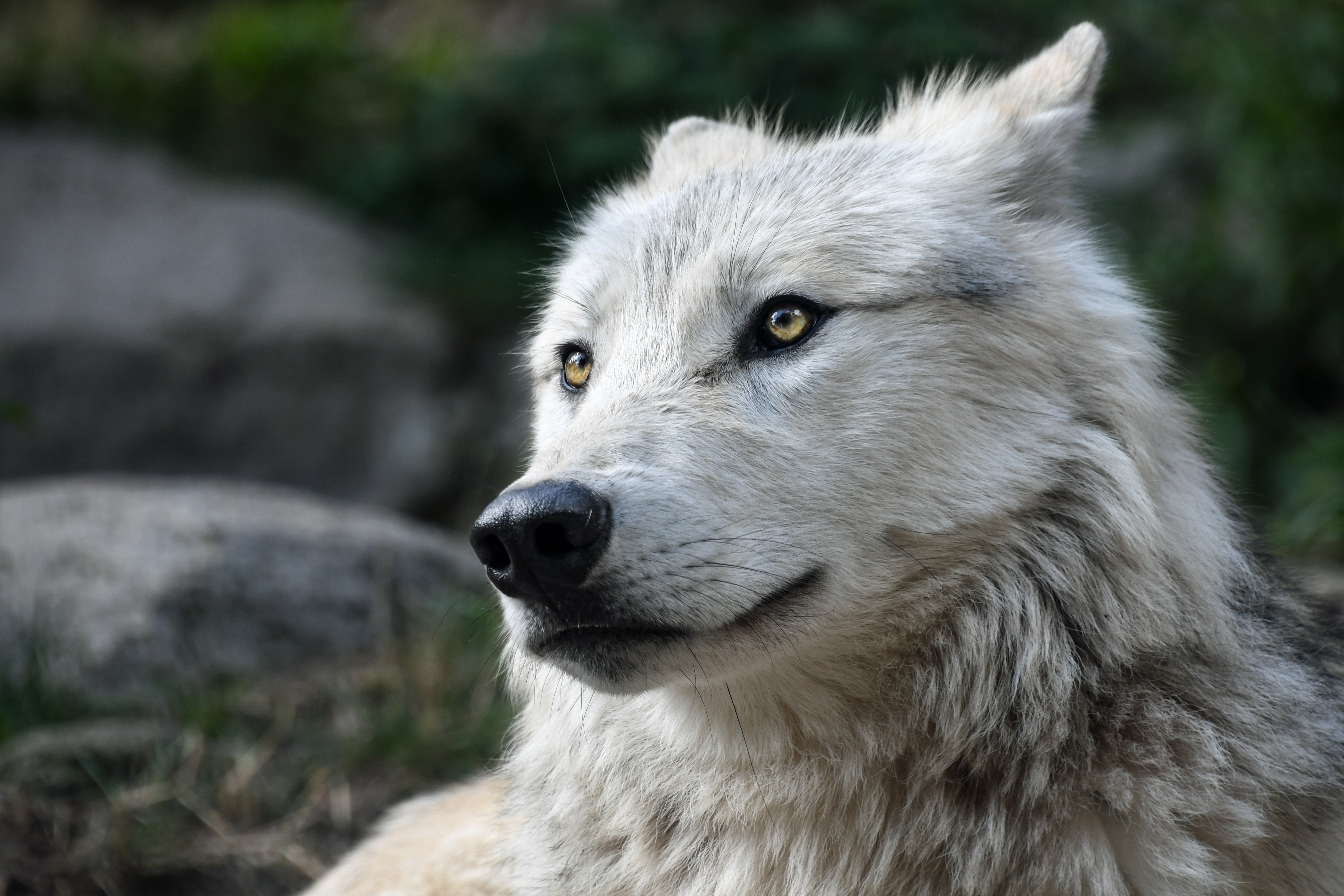 Zastaki.com - Белый волк с большим черным носом 