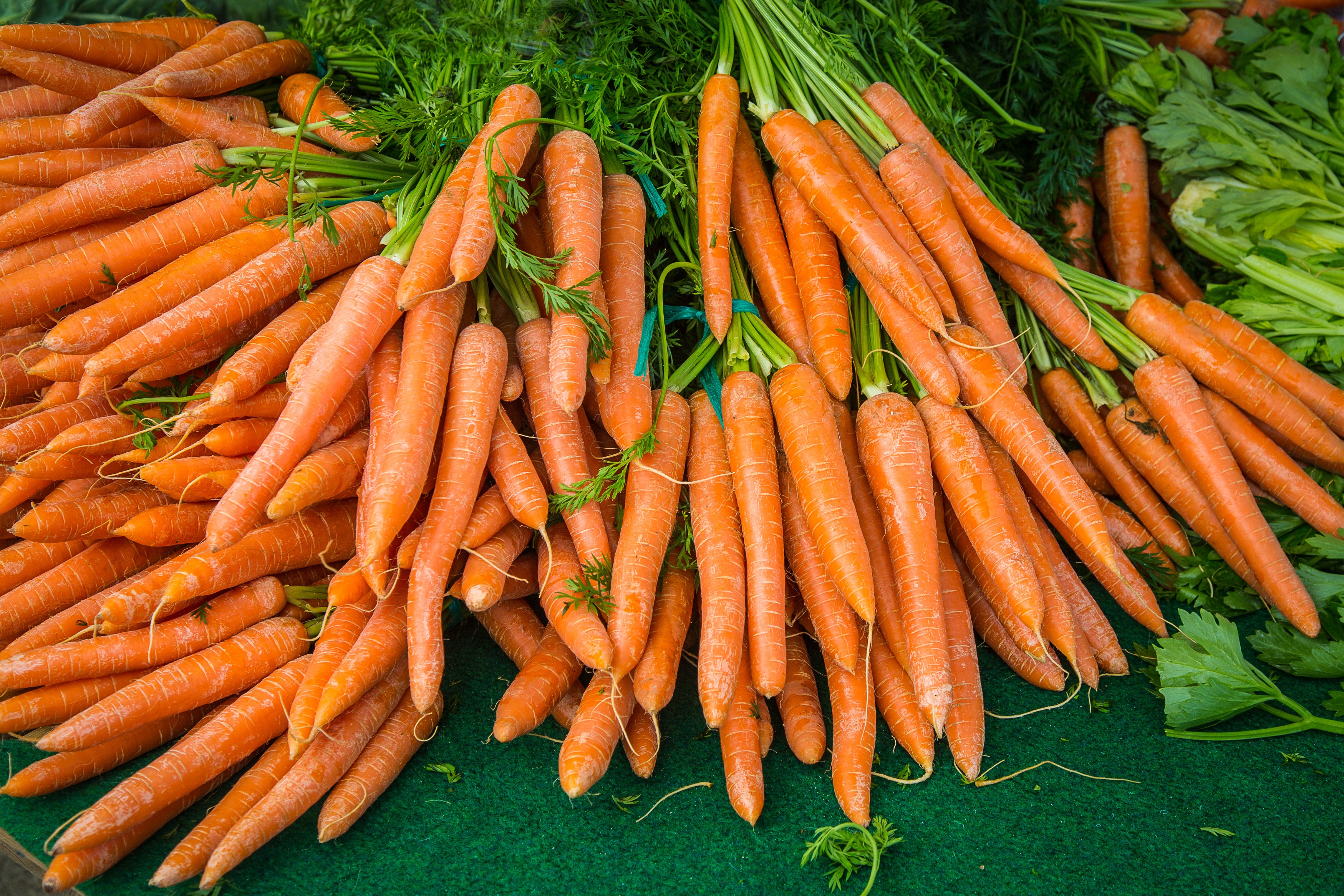 Как вырастить хороший урожай моркови. Морковь Канада f1. Морковь Миникор (2г). Много моркови. Красивая морковь.